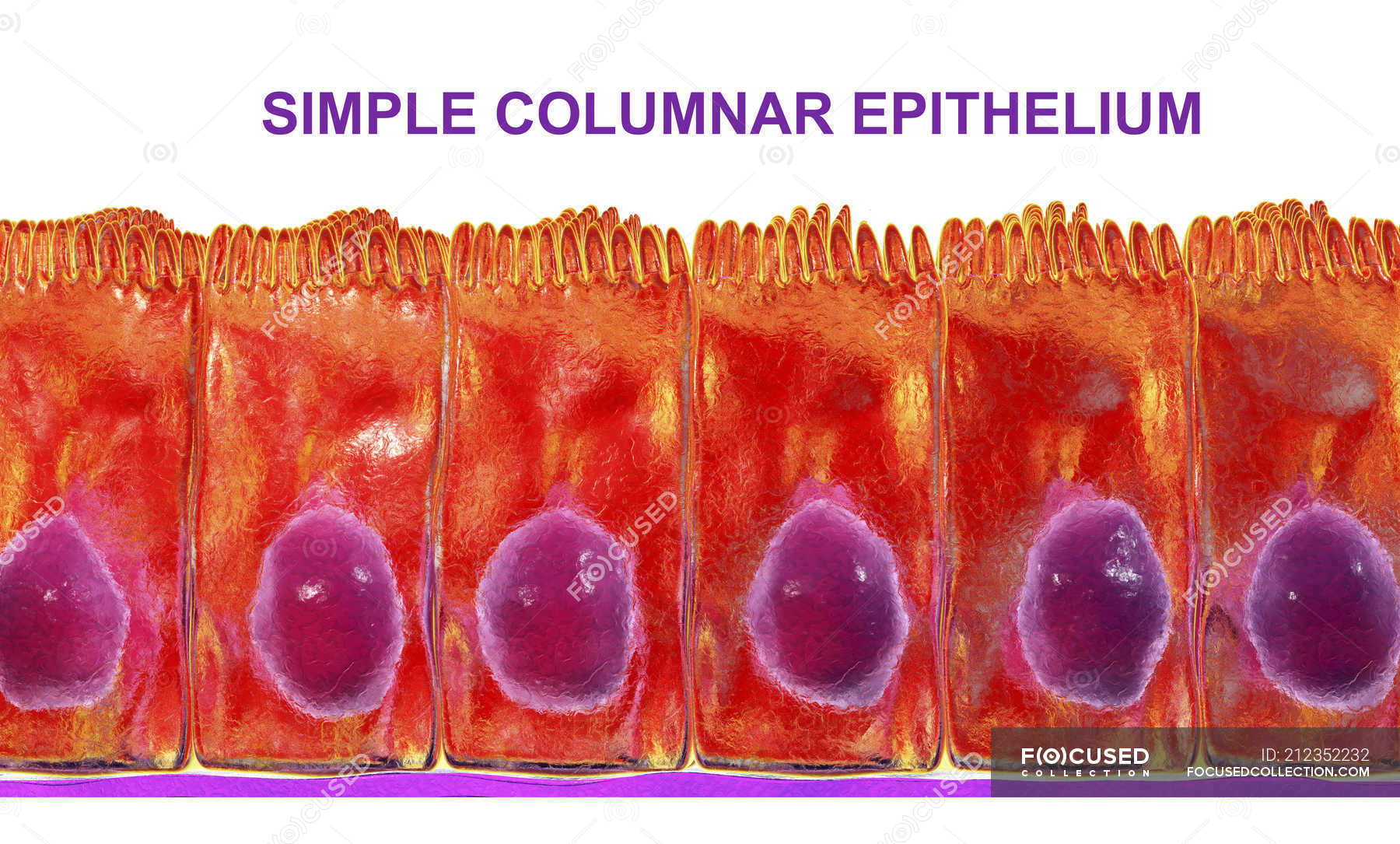 Simple Columnar Epithelium Digital Illustration Microscopy Anatomy Stock Photo 212352232