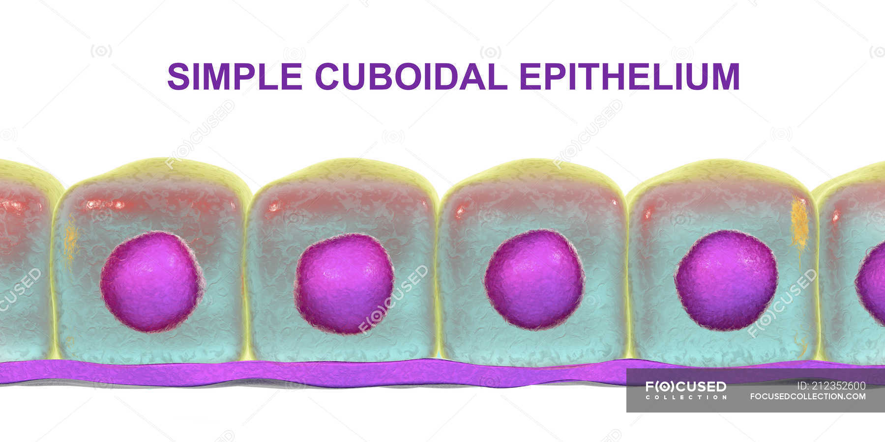 Simple cuboidal epithelium, digital illustration. — microscopy, science ...