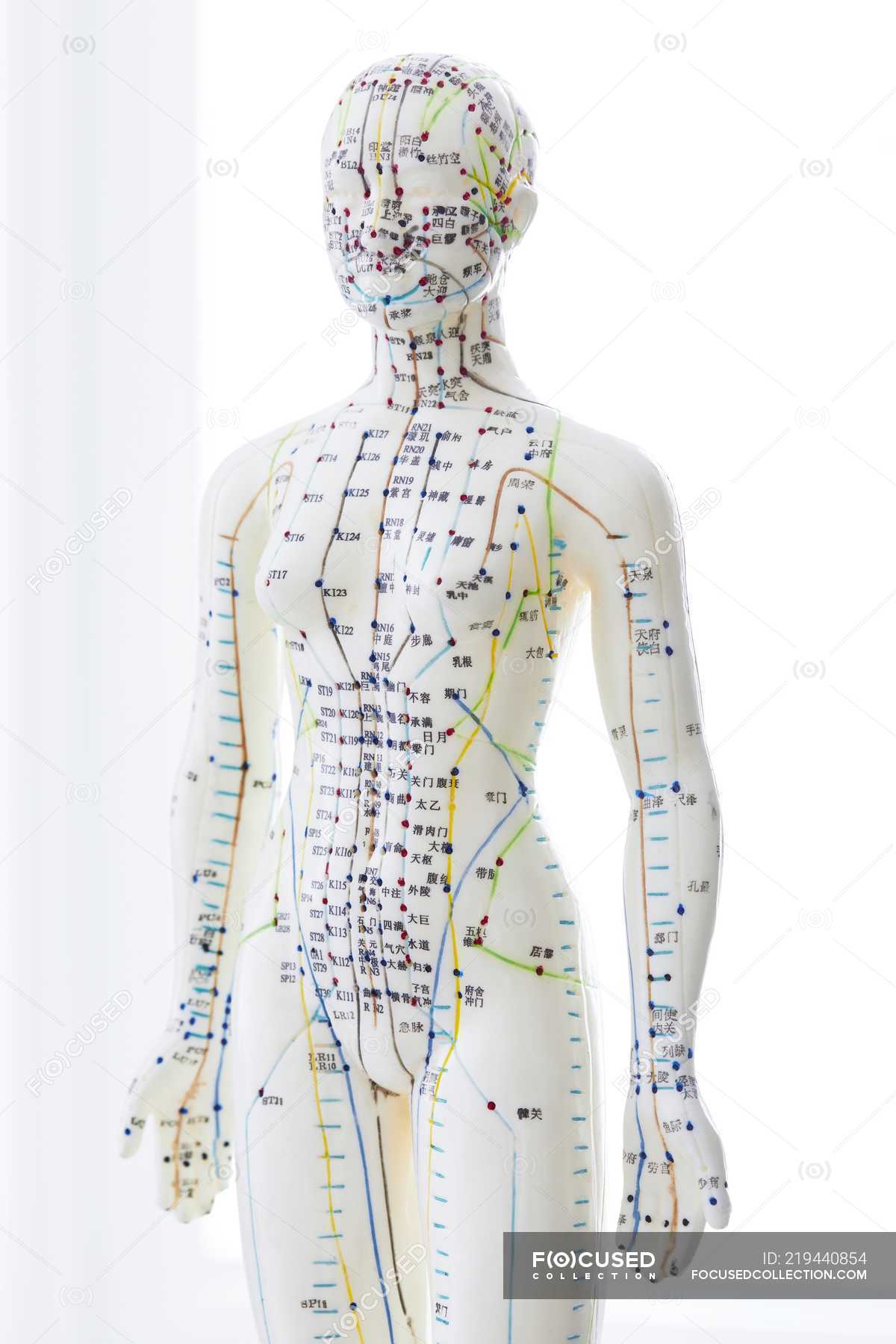 Acupuncture model with acupoints and chinese characters, studio shot ...