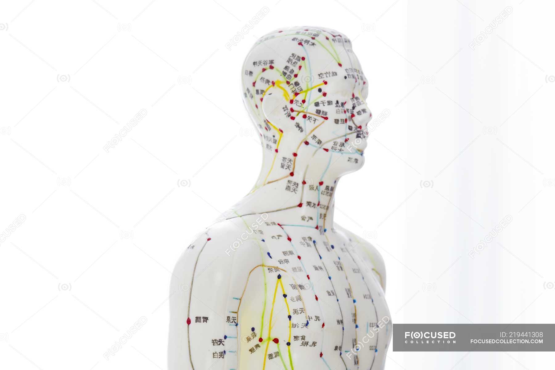 Acupuncture model with acupoints against white background