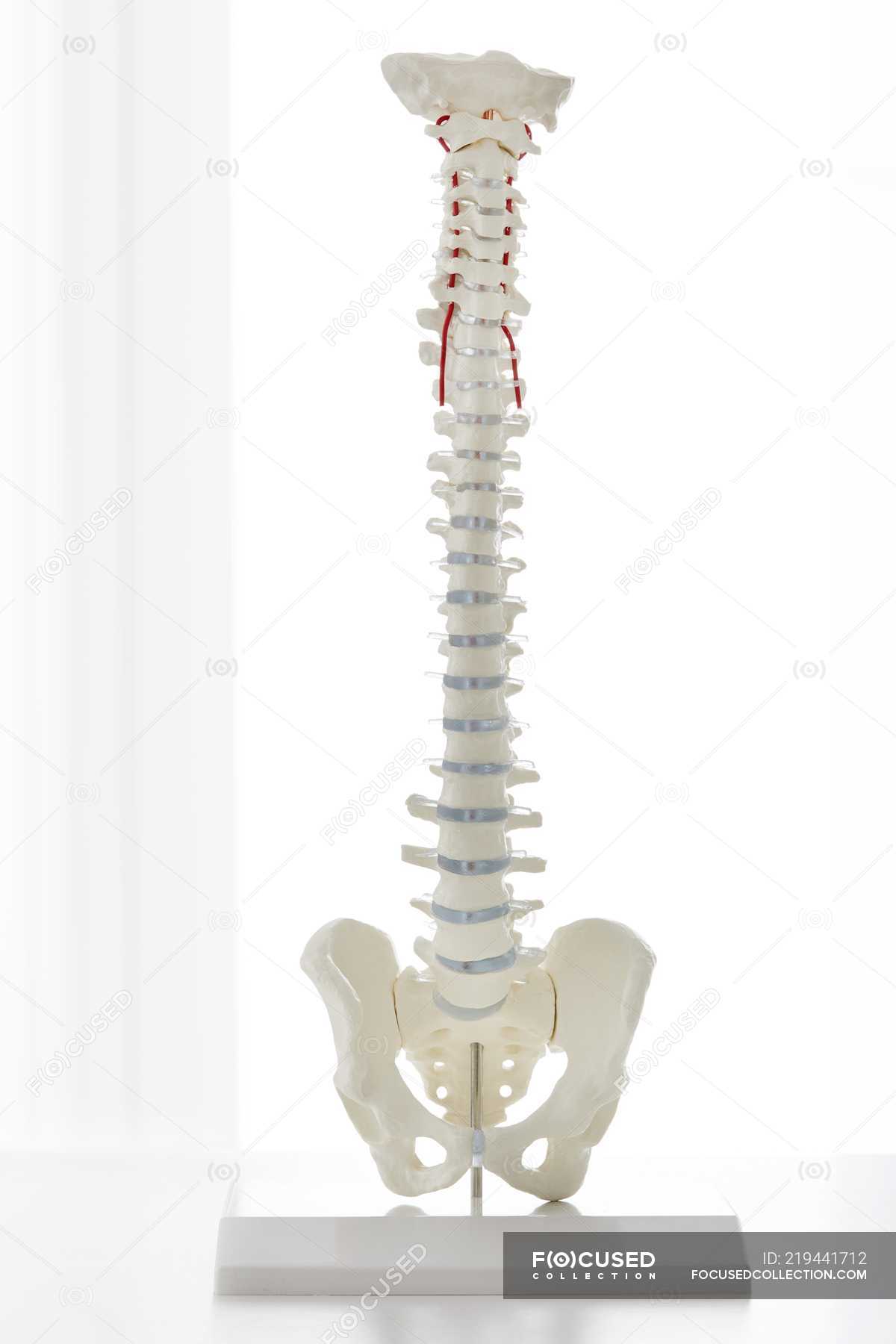 Anatomical model of human spine bones on rack indoors. — medical ...