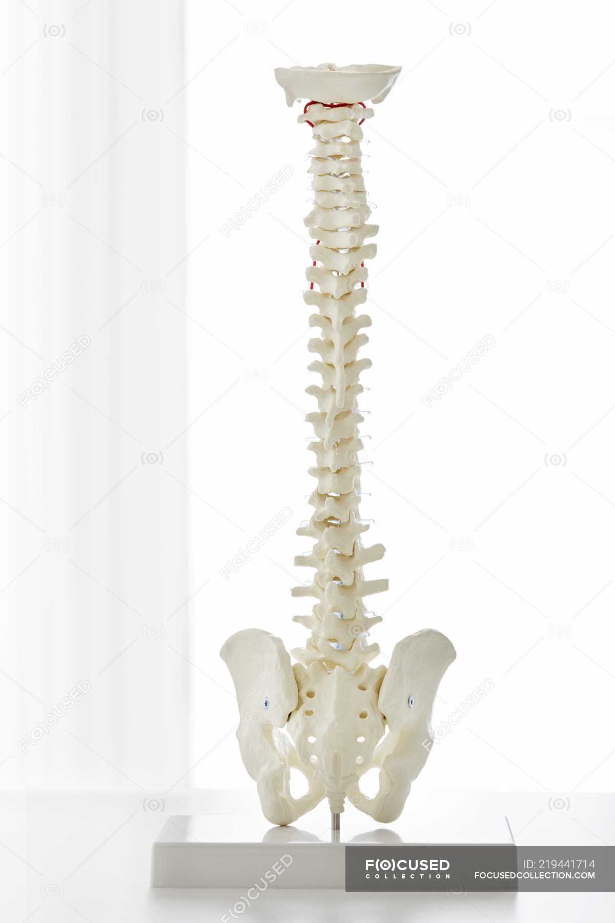 Modelo anatómico de huesos de la columna vertebral humana en rack en  interiores . — Pelvis, Fondo blanco - Stock Photo | #219441714