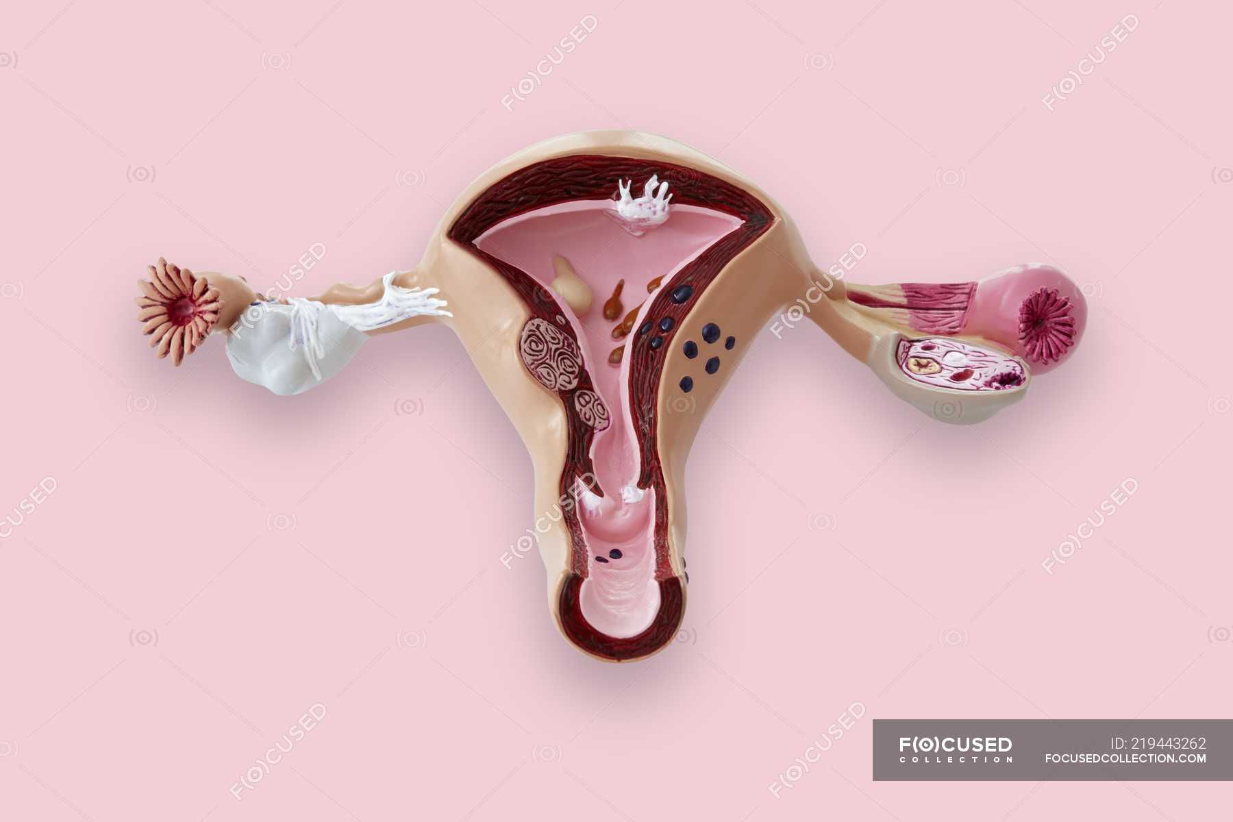 Modelo del sistema reproductor femenino . — útero, reproducción - Stock  Photo | #219443262