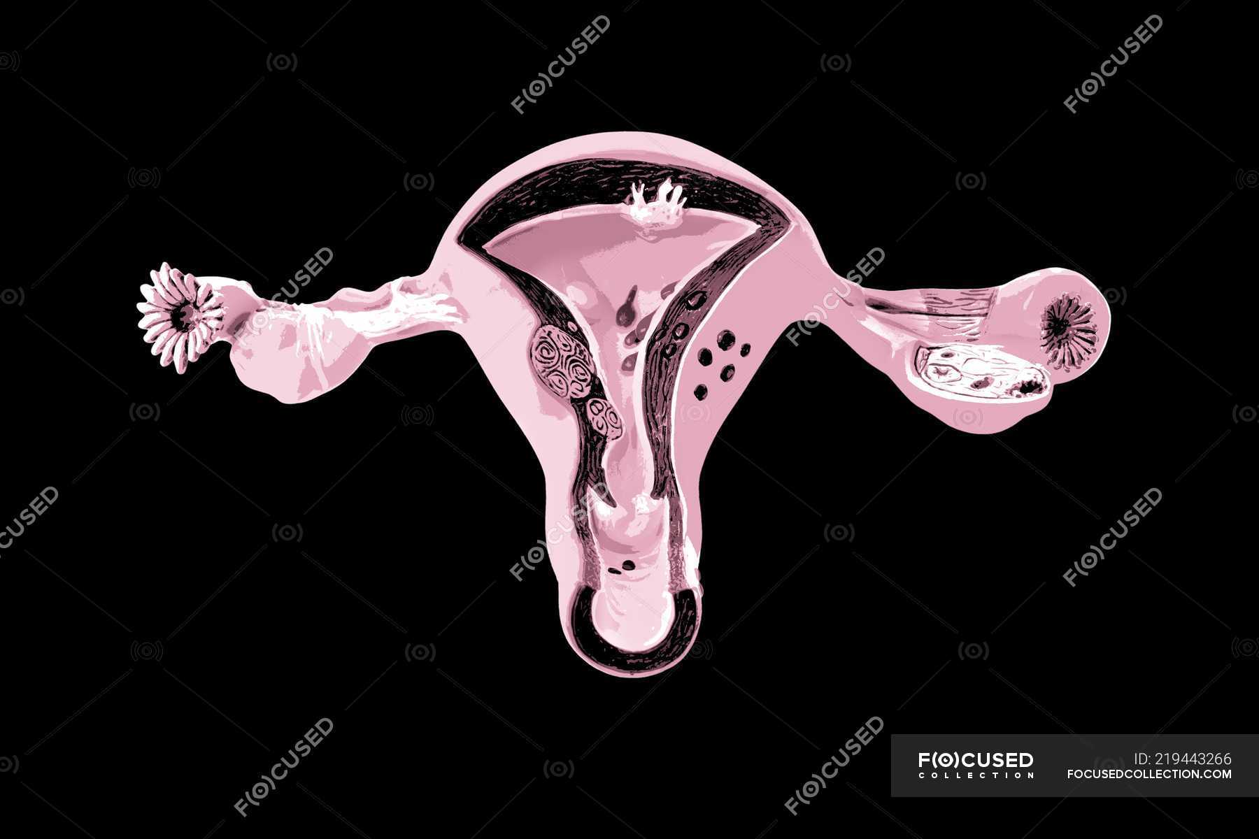 Женская репродуктивная система анатомия