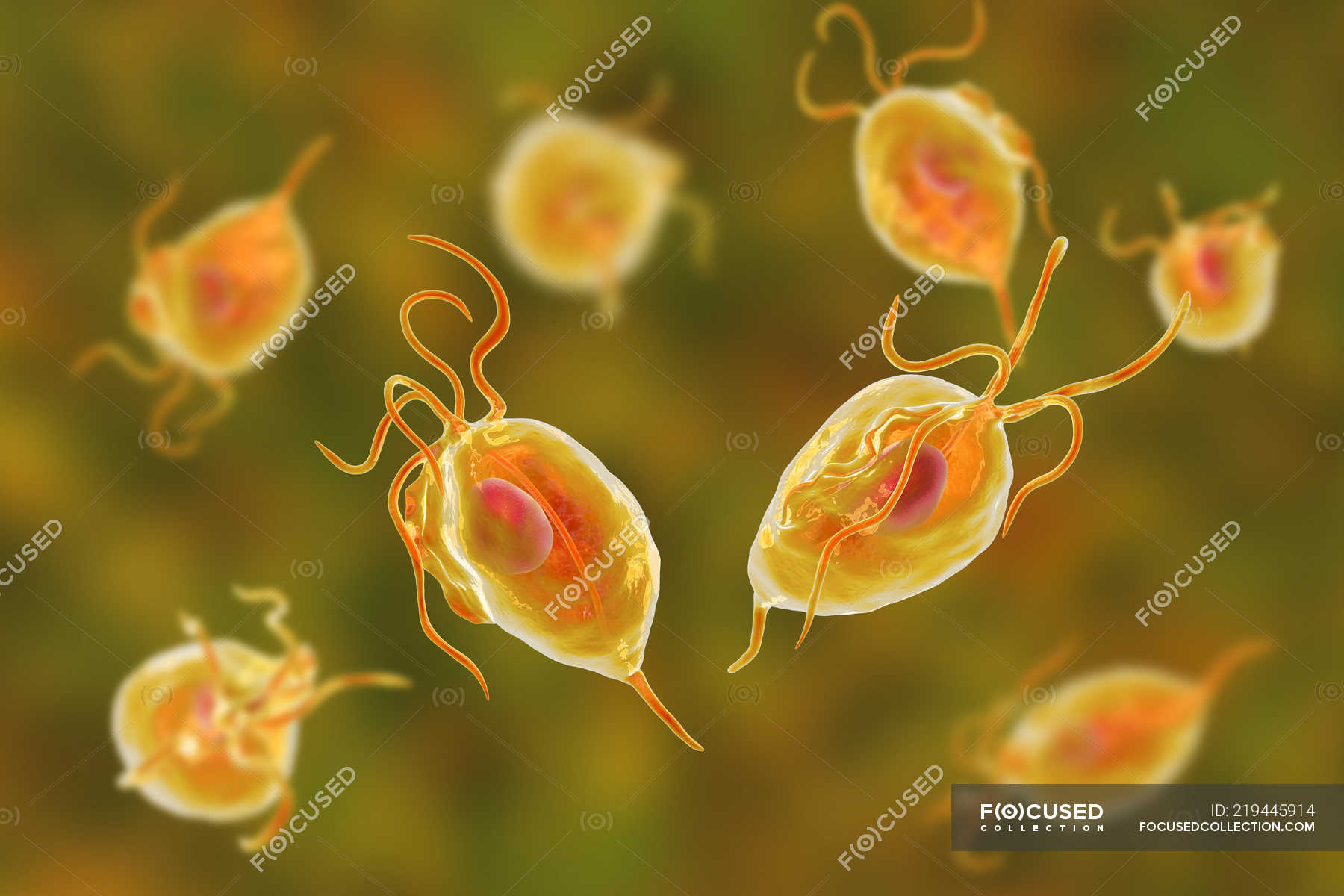 Trichomonas Vaginalis Parasitic Microorganisms Causing Trichomoniasis Digital Illustration