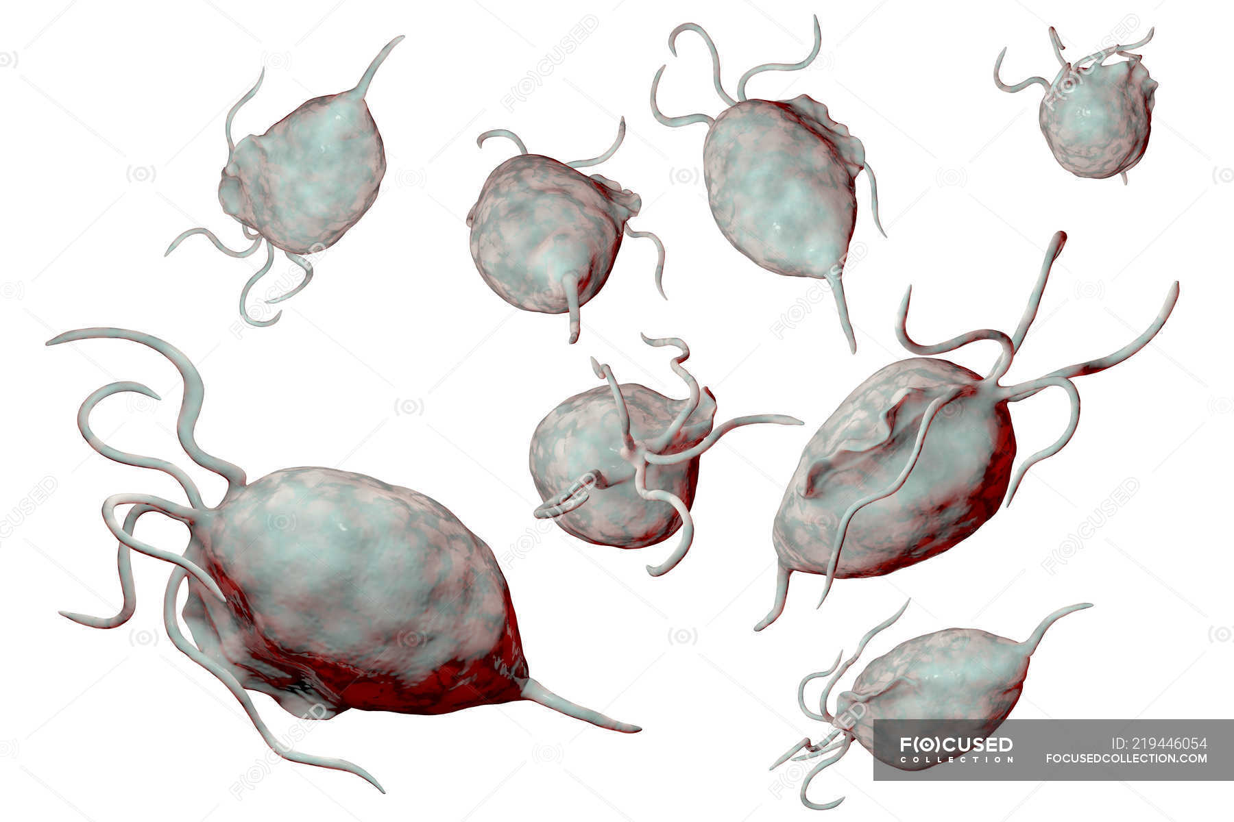 gonococcus Trichomonas vaginalis szal
