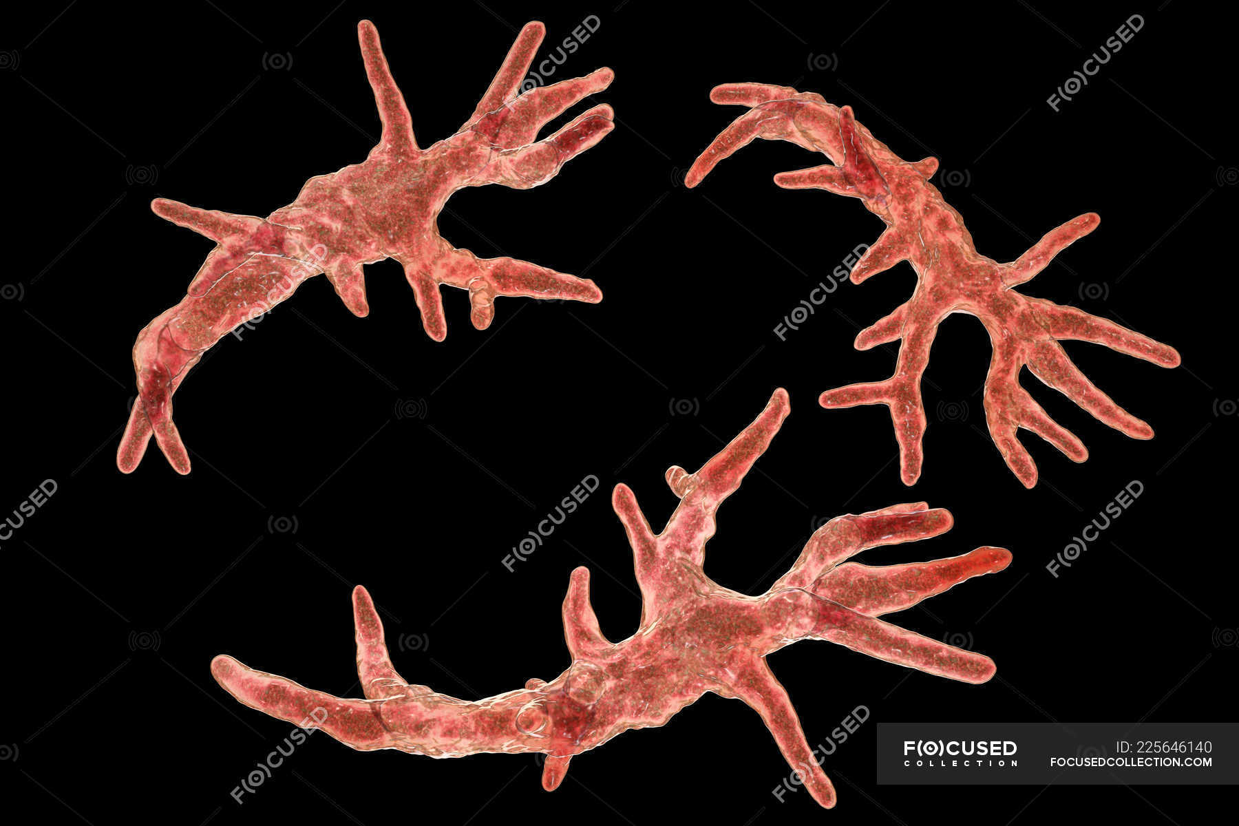 Balamuthia mandrillaris Amöben Organismen, digitale Illustration