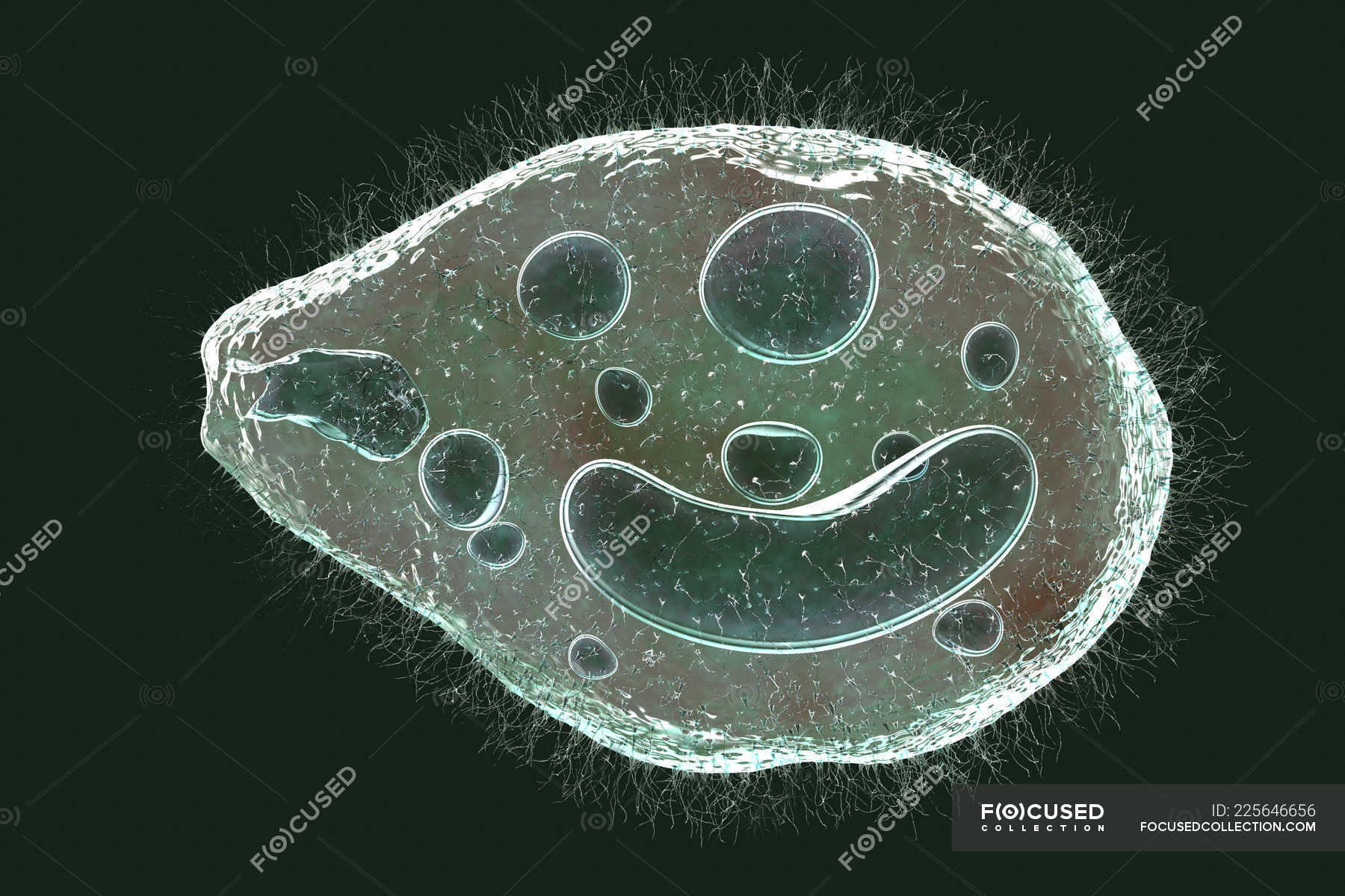 Digital illustration of ciliate protozoan Balantidium coli intestinal ...