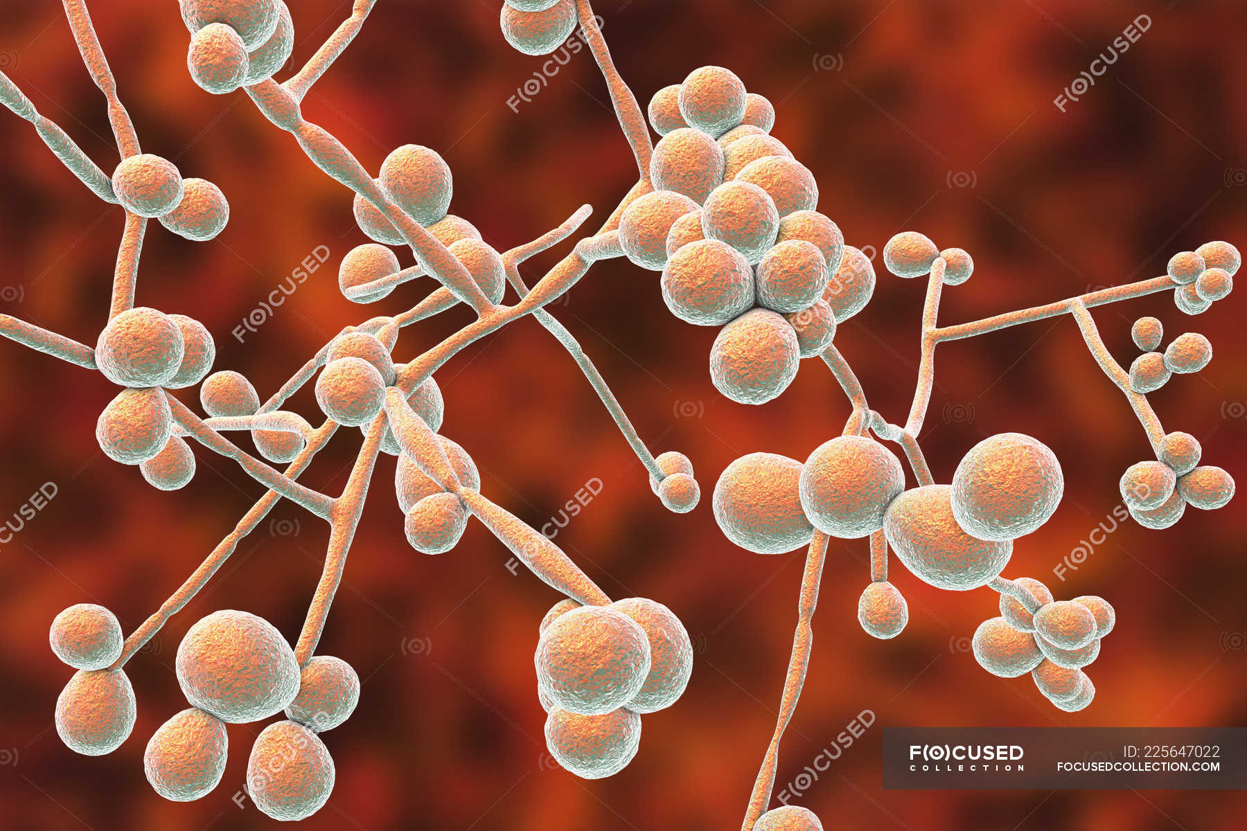 Digital Illustration Of Yeast And Hyphae Stages Of Candida Albicans Fungus — Mycelium Medicine 