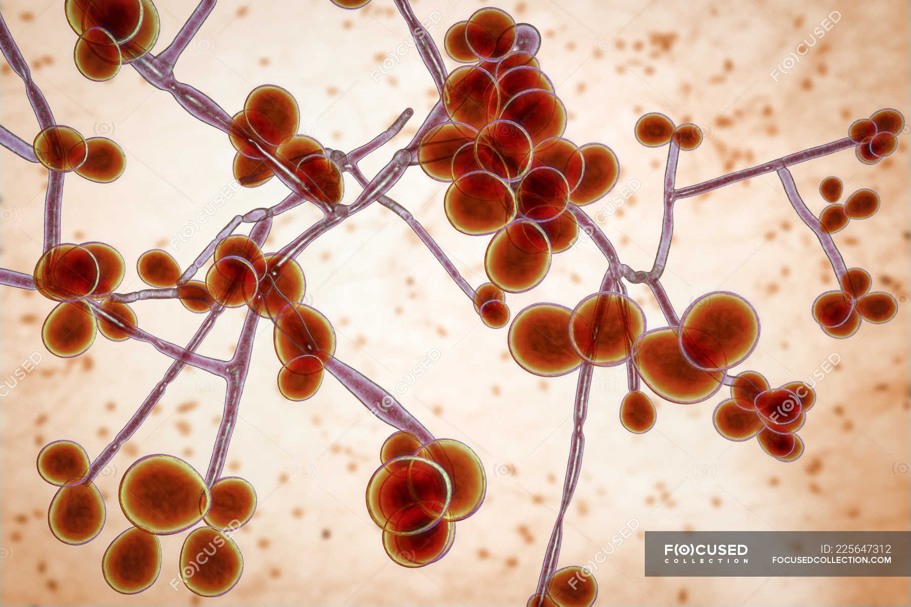 Digital Illustration Of Yeast And Hyphae Stages Of Candida Albicans Fungus — Disorder Artwork 