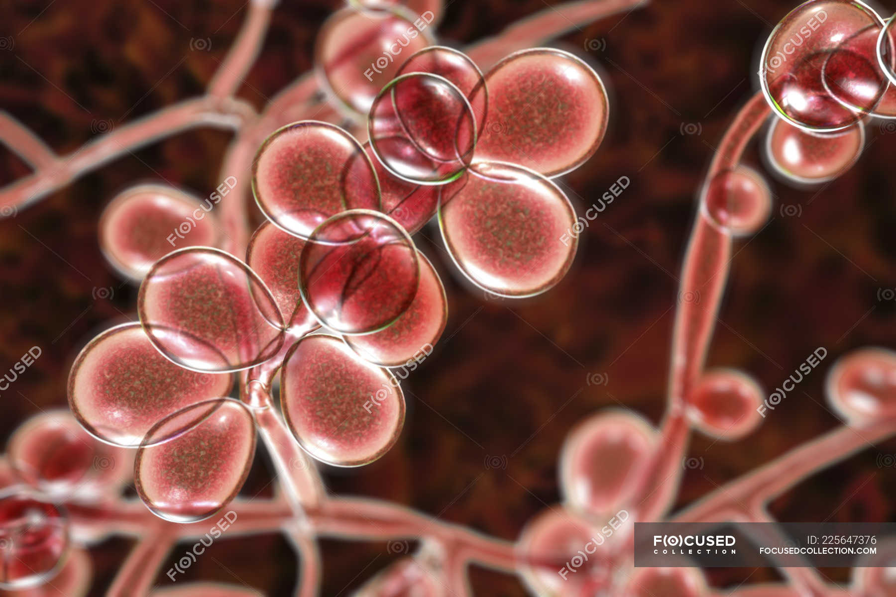 Молочница гриб. Candida albicans мицелий. Кандида альбиканс под микроскопом. Candida albicans хламидоспоры.