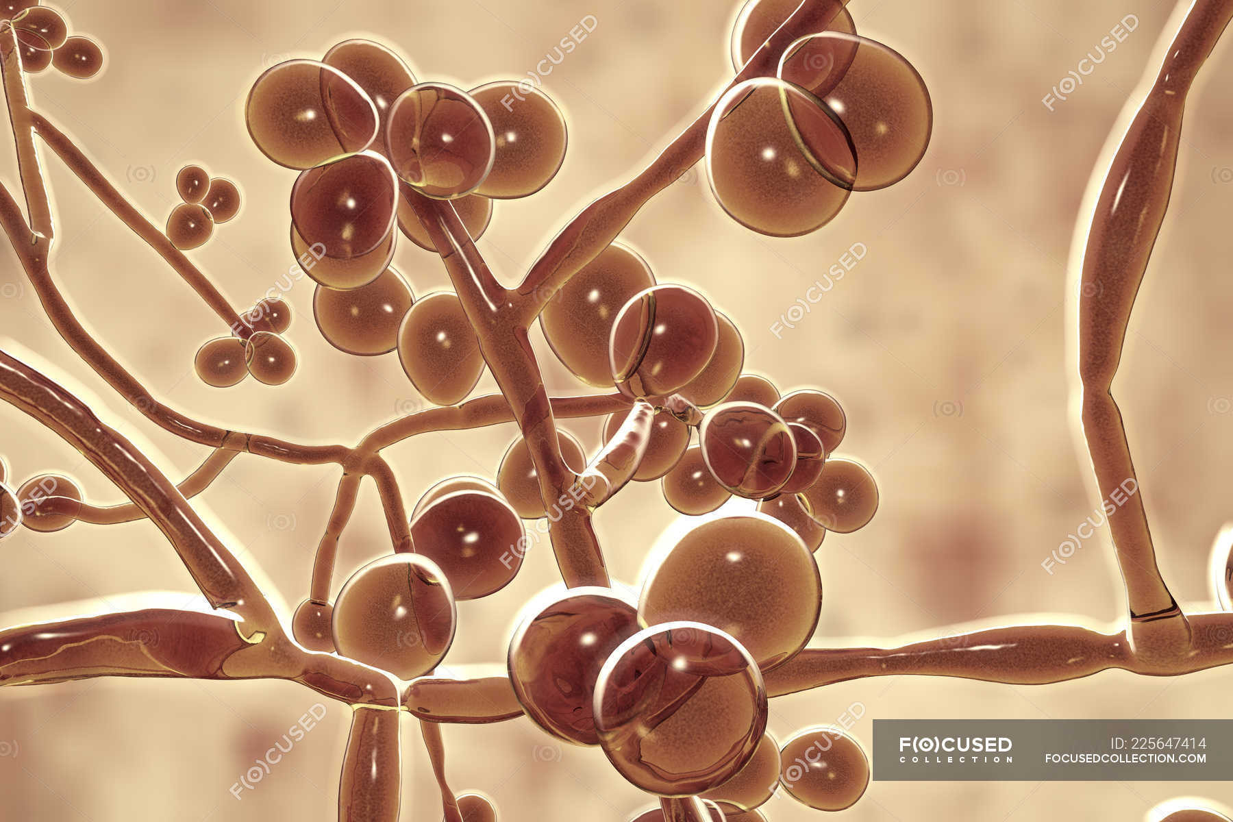 Digital artwork of unicellular yeast fungus Candida auris