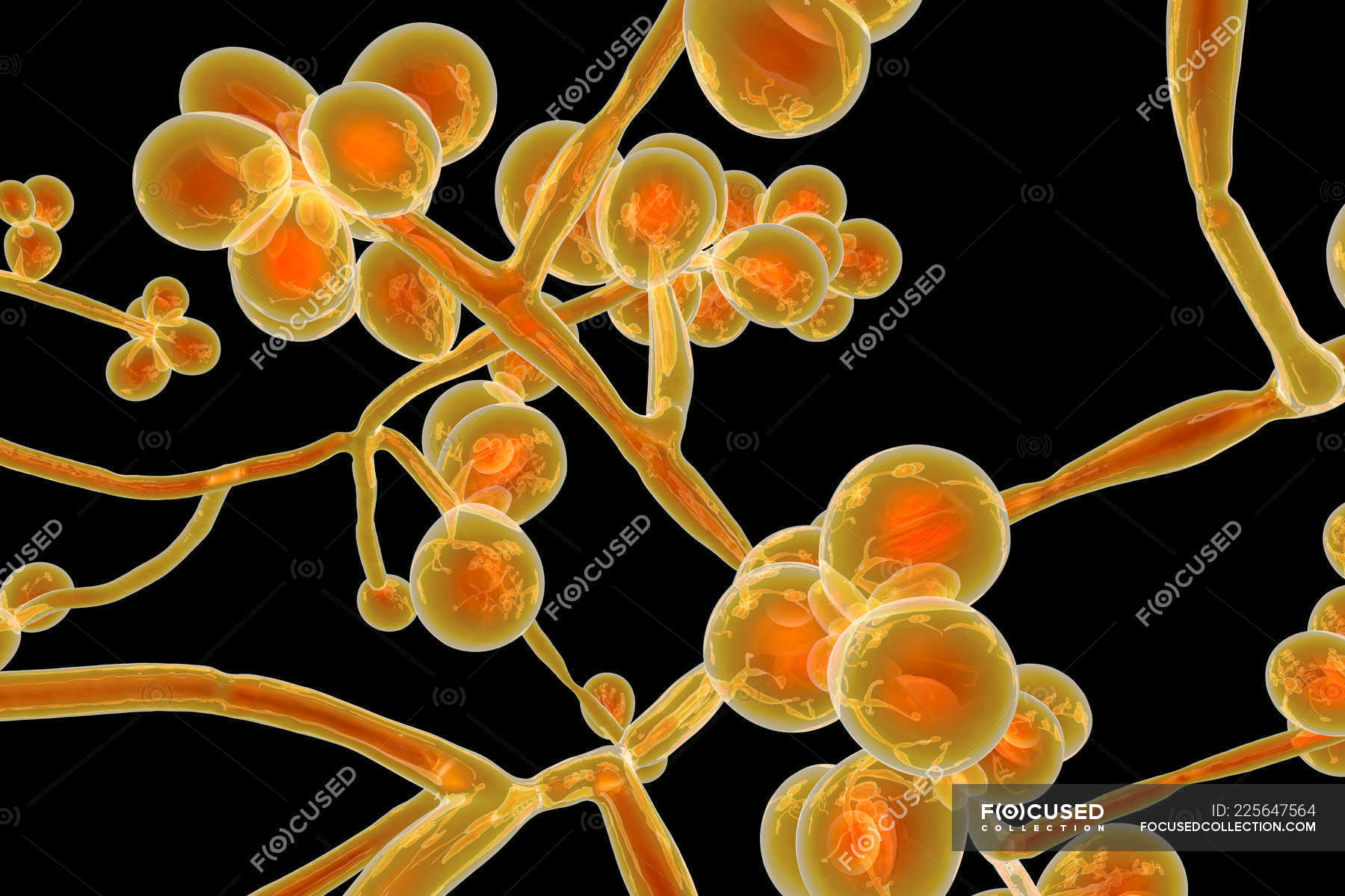Digital artwork of unicellular yeast fungus Candida auris. — cells