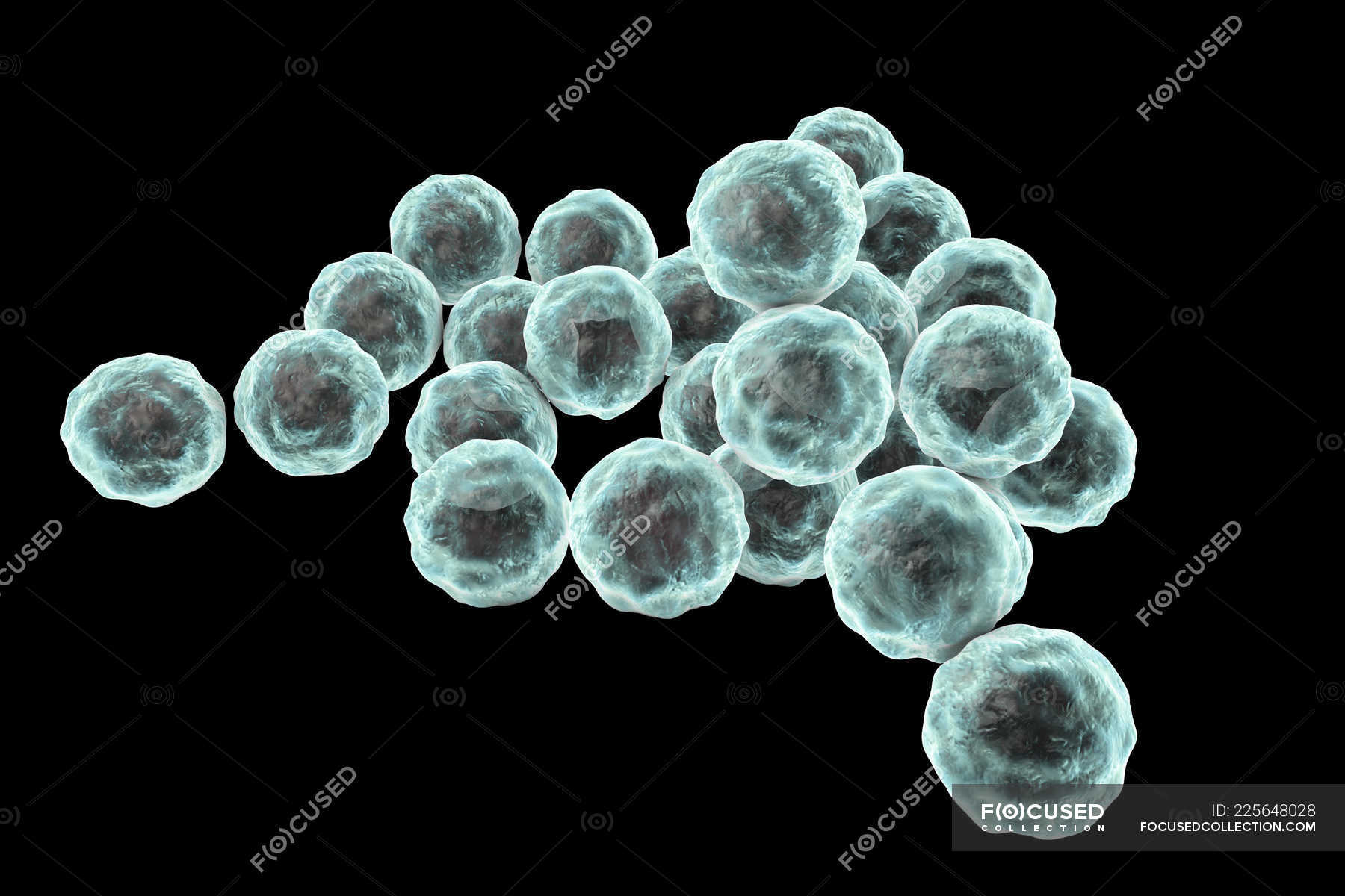 Хламидия 5. Бактерия хламидия трахоматис. Микроколонии хламидий. Хламидий микробиология.