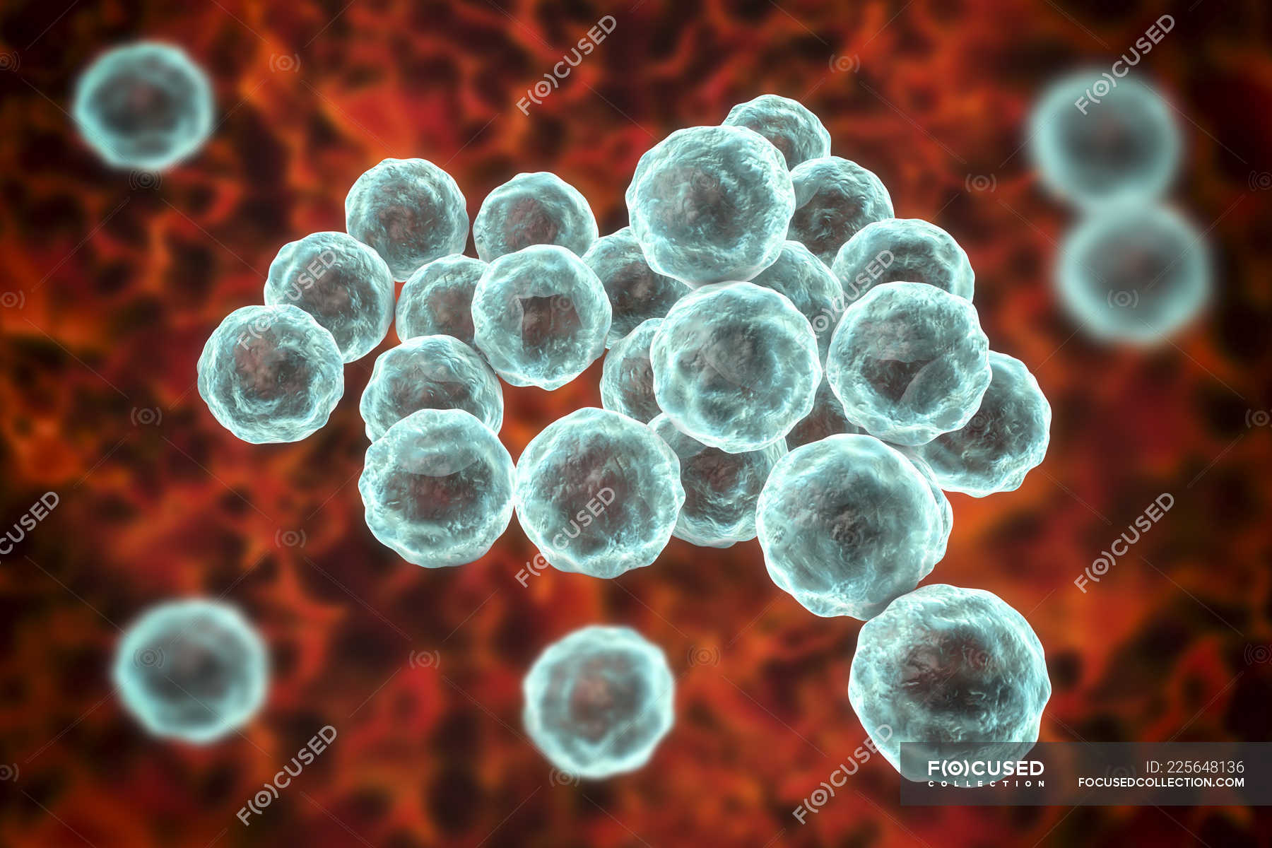Chlamydia Bacteria Shape