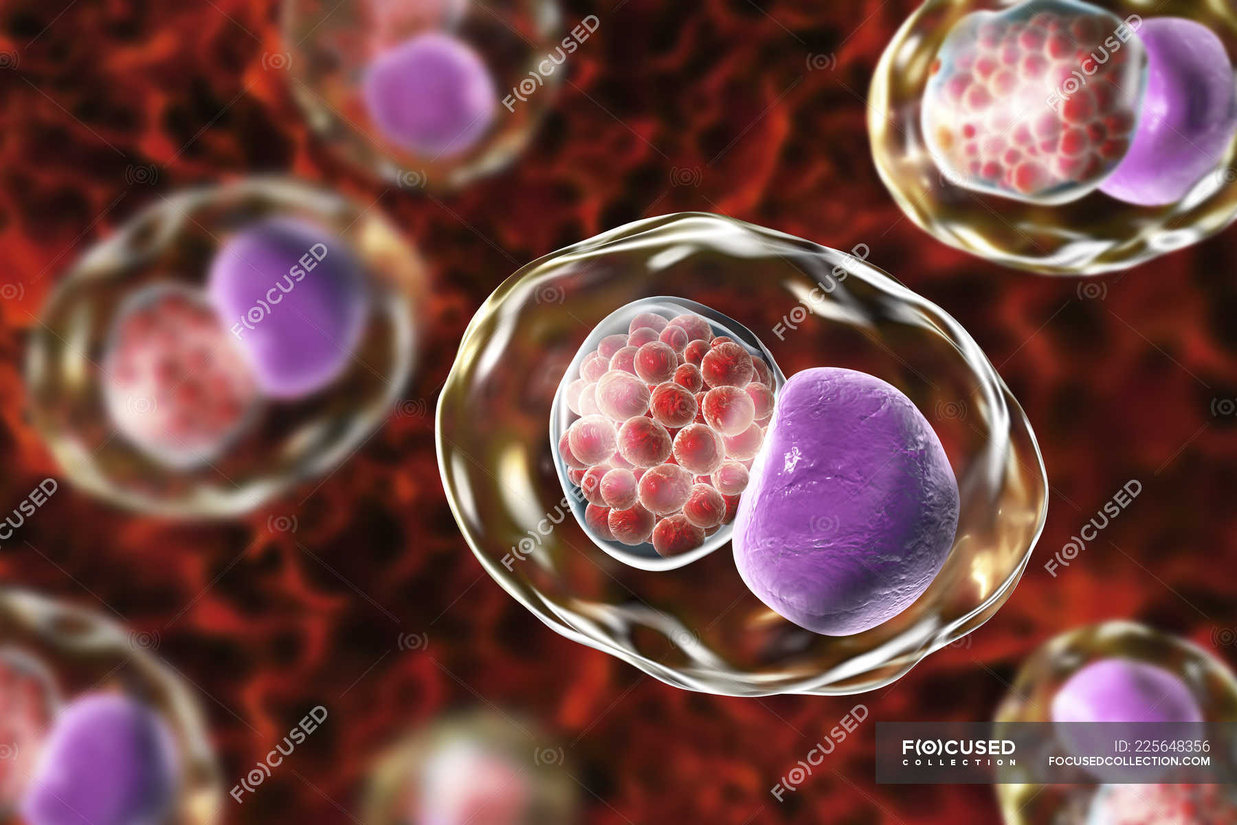 digital-artwork-showing-inclusion-composed-of-group-of-chlamydia