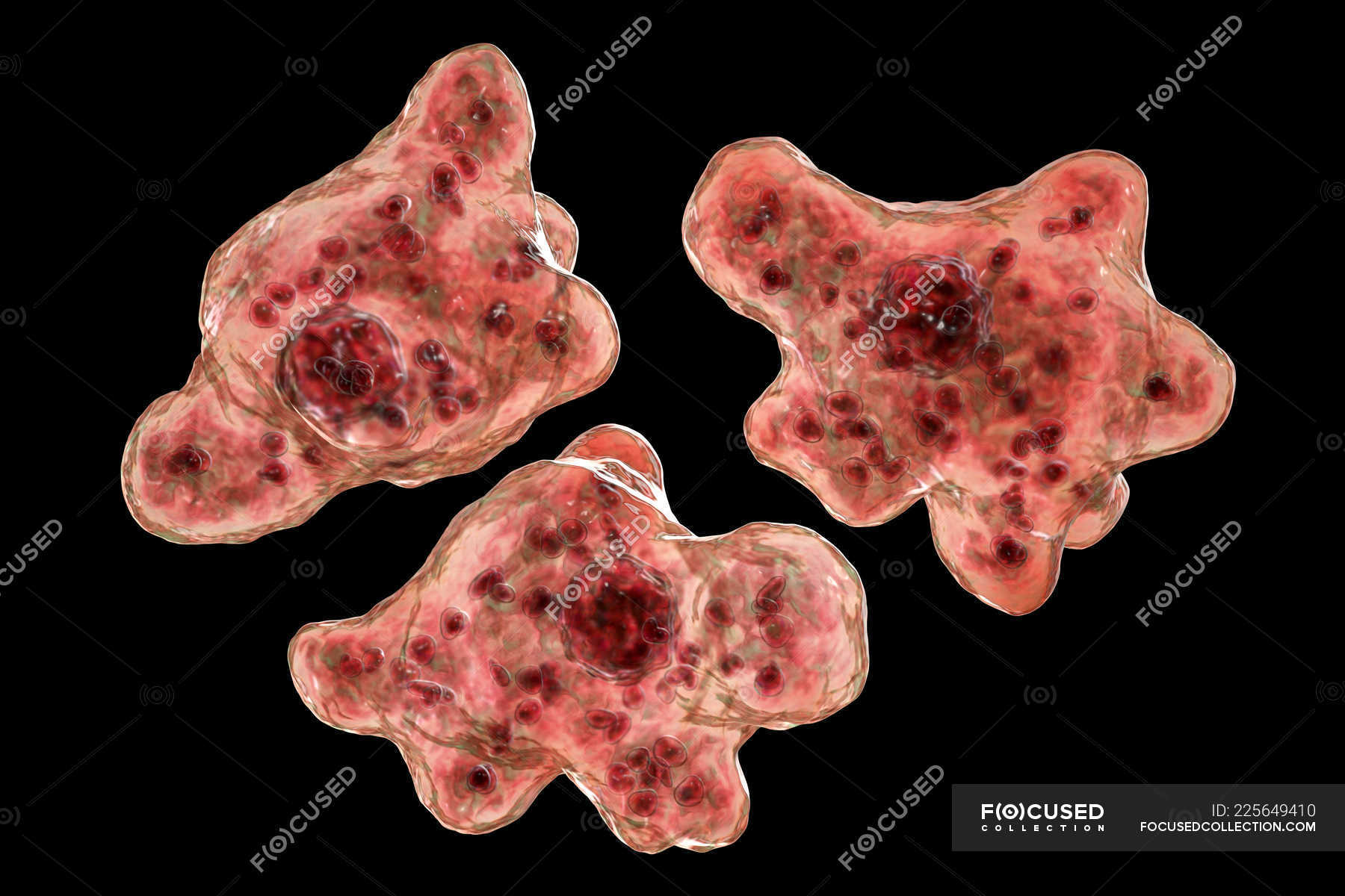 hirnfressende-am-ben-naegleria-fowleri-protozoen-in-trophozoiter-form