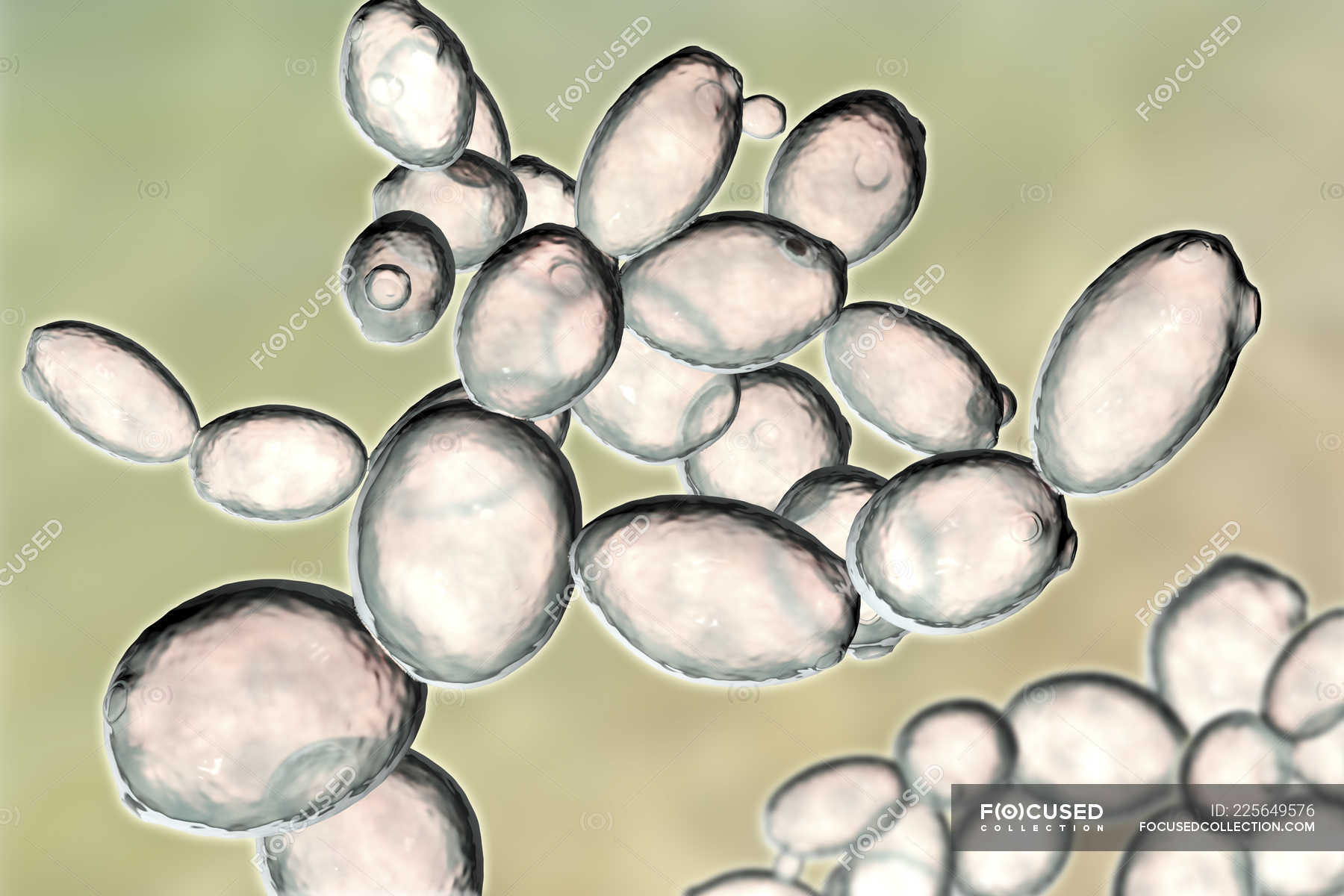 Digital Illustration Of Budding Yeast Cells Saccharomyces Cerevisiae Hot Sex Picture 