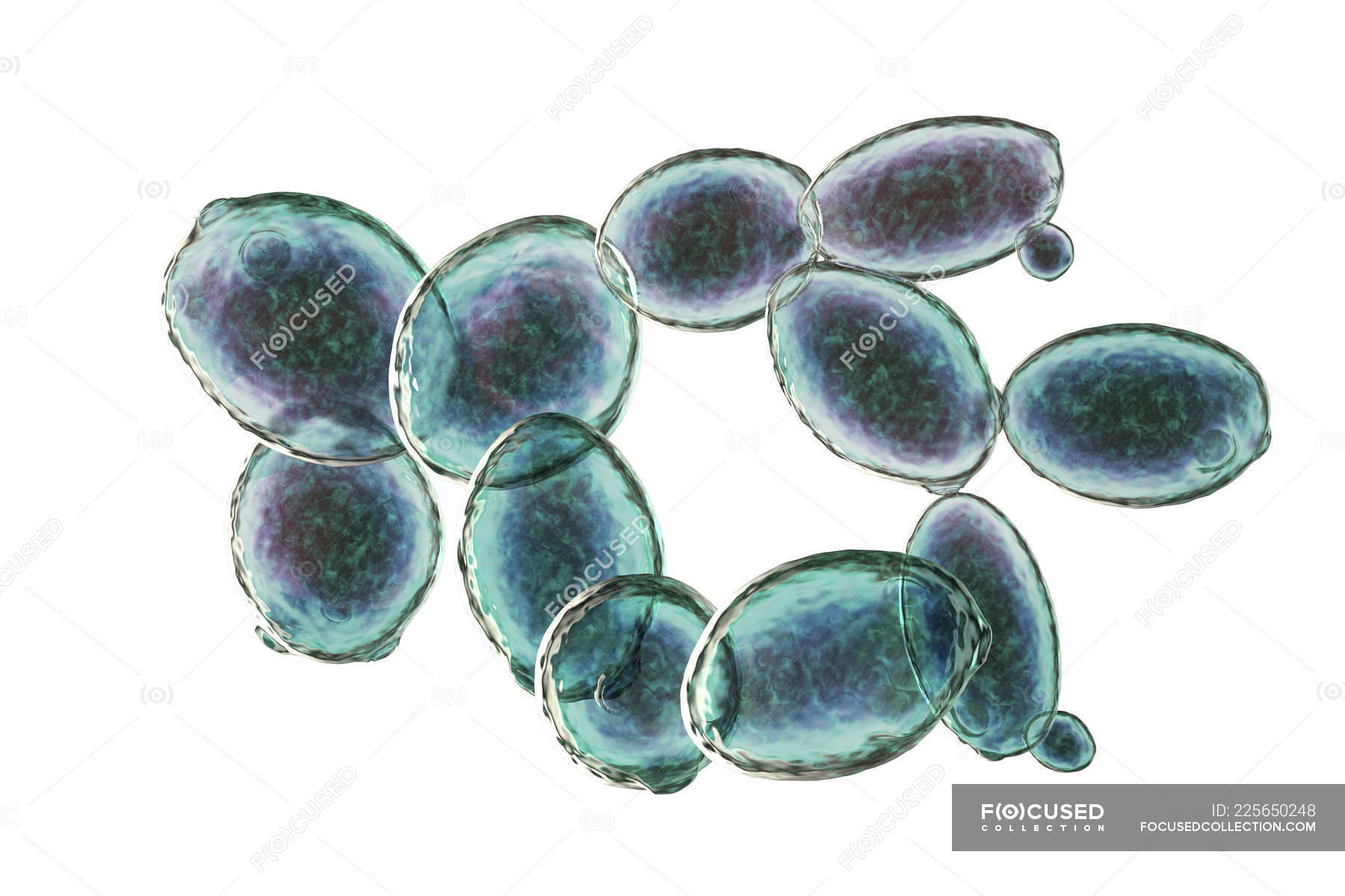 Ilustracion Digital De Celulas De Levadura En Ciernes Saccharomyces Cerevisiae Hongos Probiotico Stock Photo