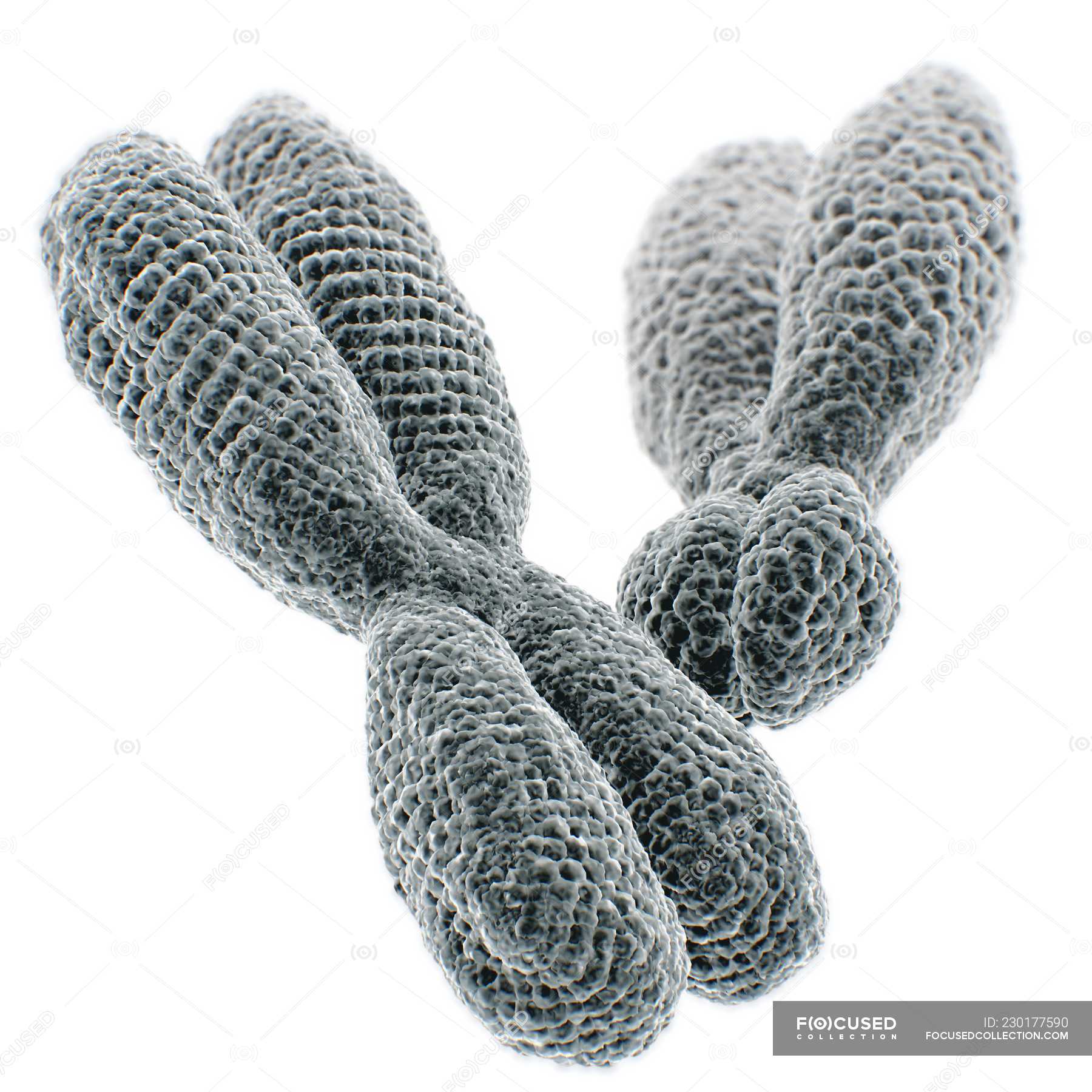 Close Up 3d Illustration Of Xy Chromosomes On White Background Biochemistry Close Up Stock Photo