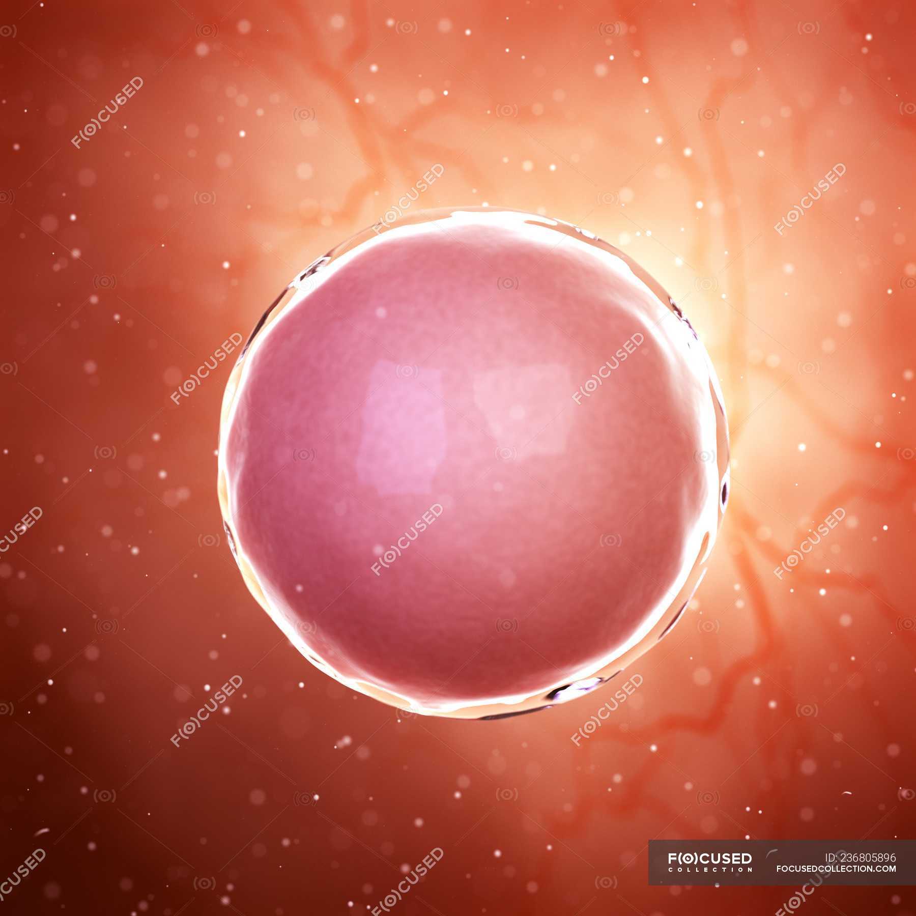 illustration-of-fertilized-human-egg-cell-microscopic-fertility