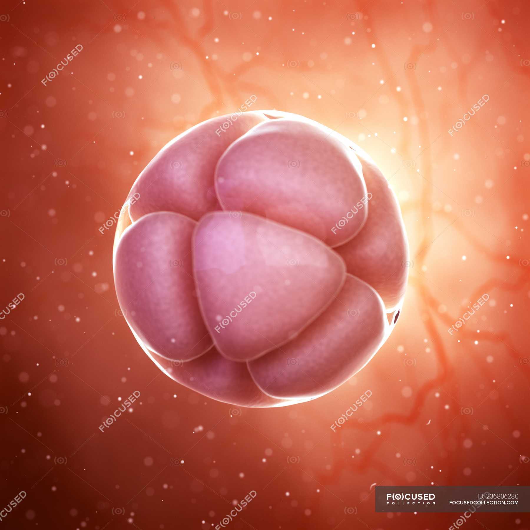 рост увеличение числа клеток. классификация эмбрионов по качеству. в каждой клетке эмбриона. деление клеток эмбриона по дням. клетка организма.