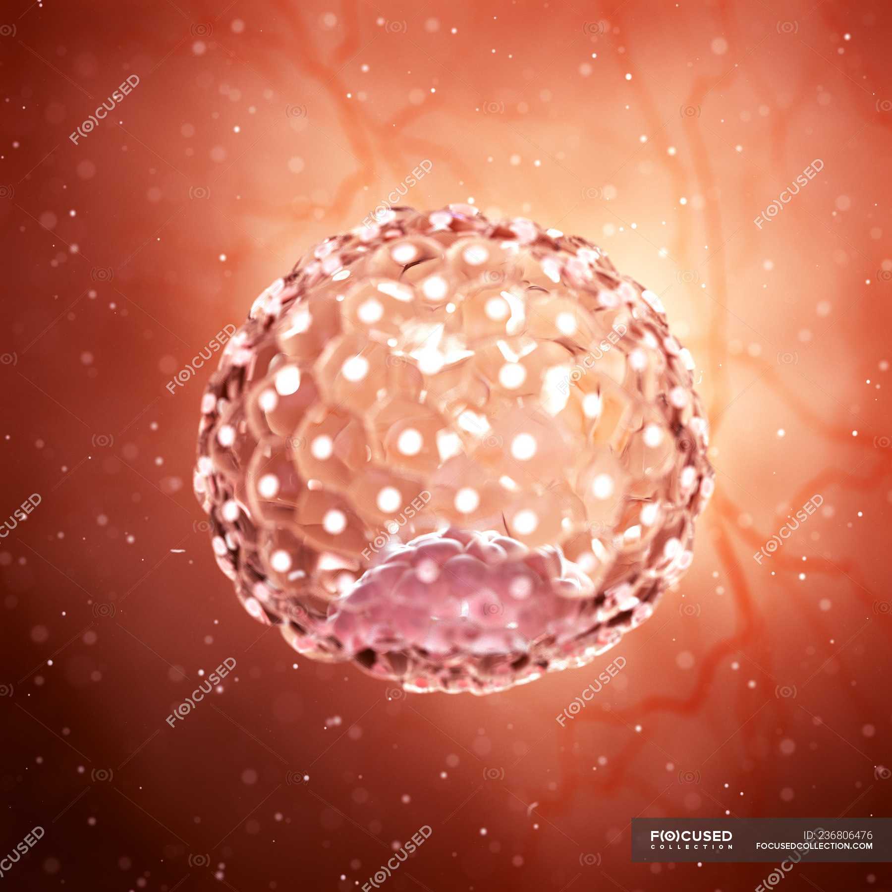 Magnified Digital Illustration Of Blastocyst Cell — Growth Graphic