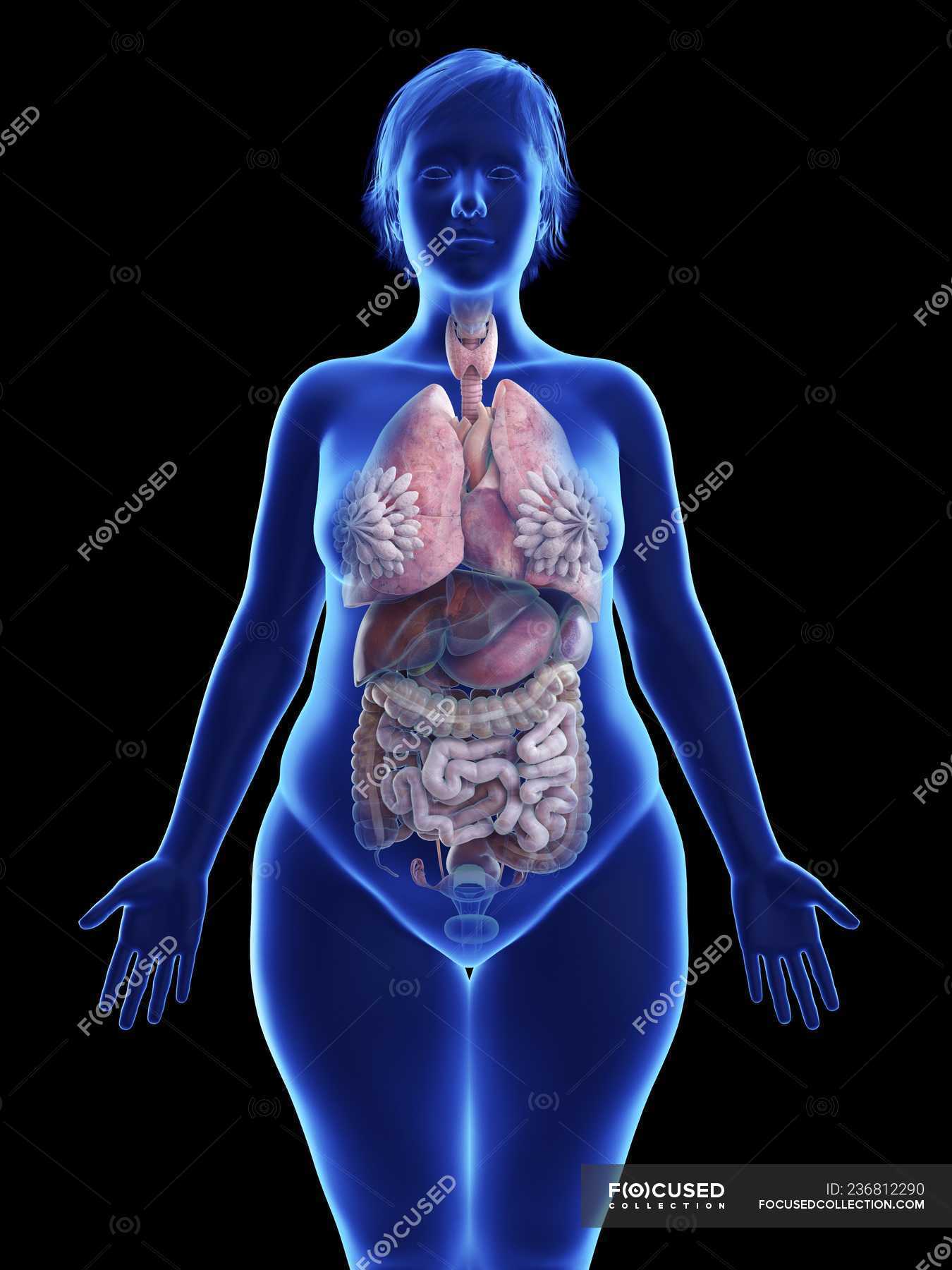 Органы женского рода. Анатомия женщины. Анатомия женского тела. Анатомия женщины внутренние органы. Организм девушки.
