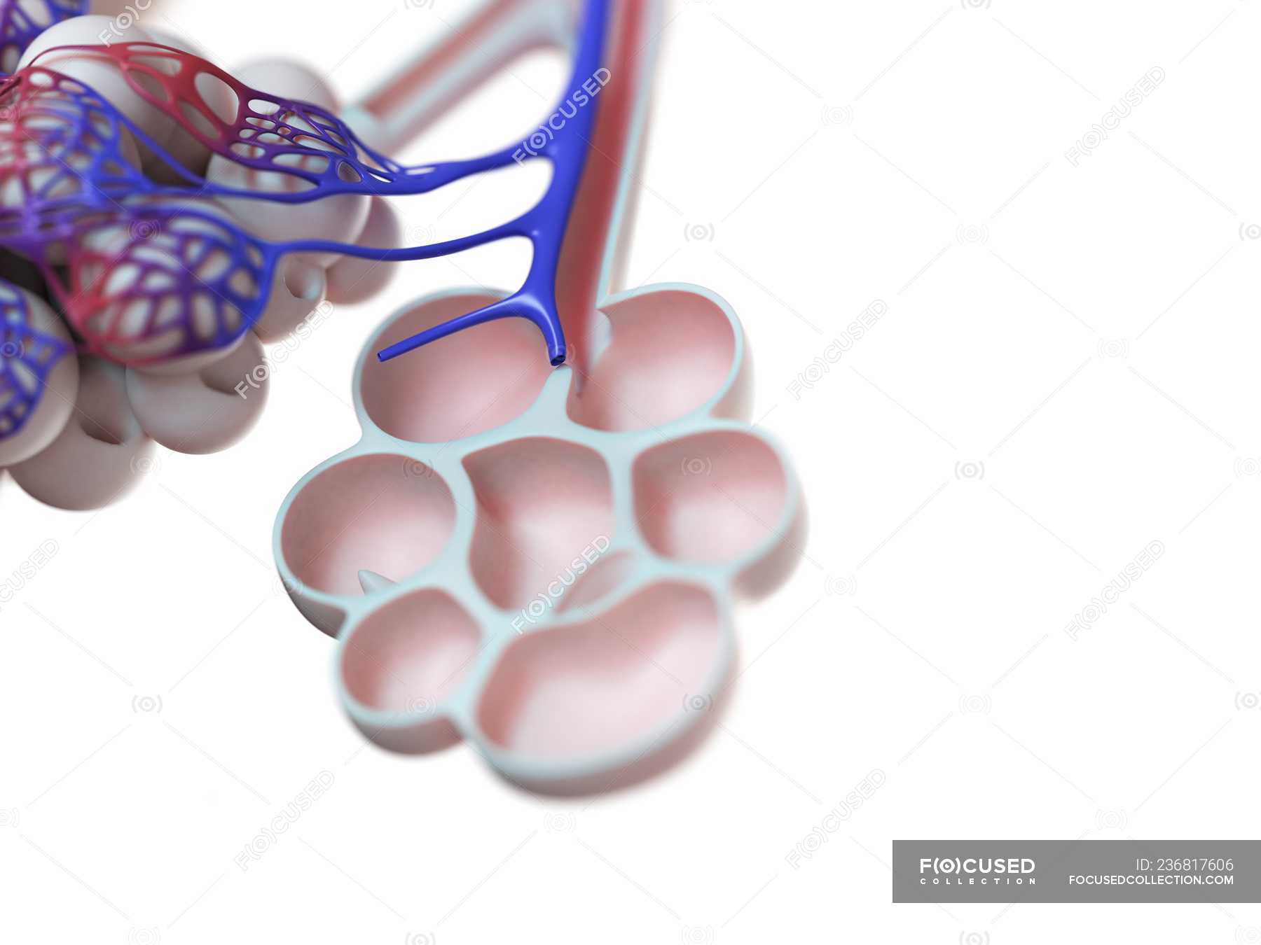 Digital illustration of human alveoli on white background. — body ...