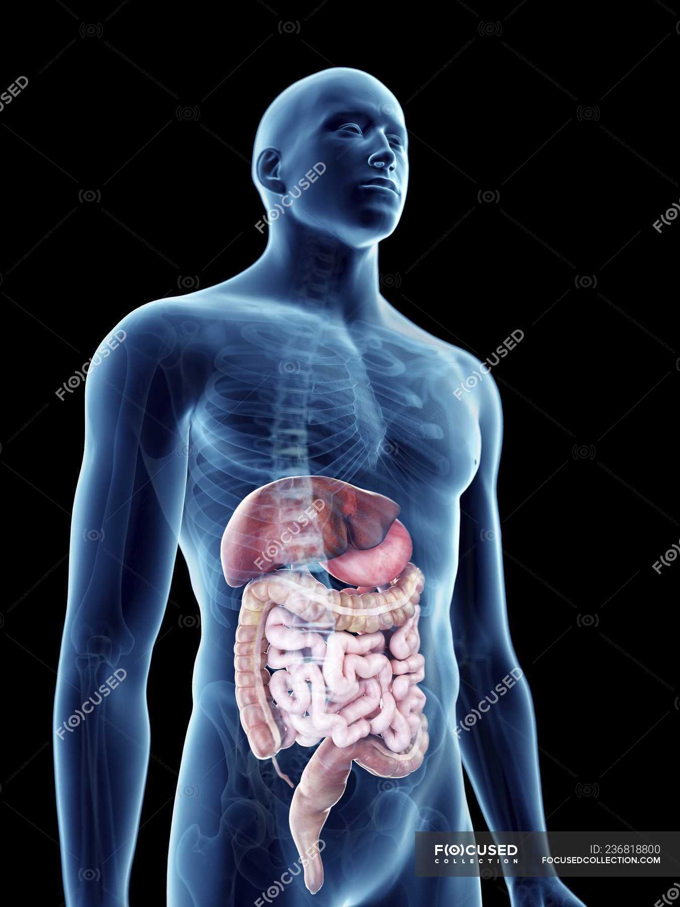 Illustration of digestive system in transparent male silhouette ...