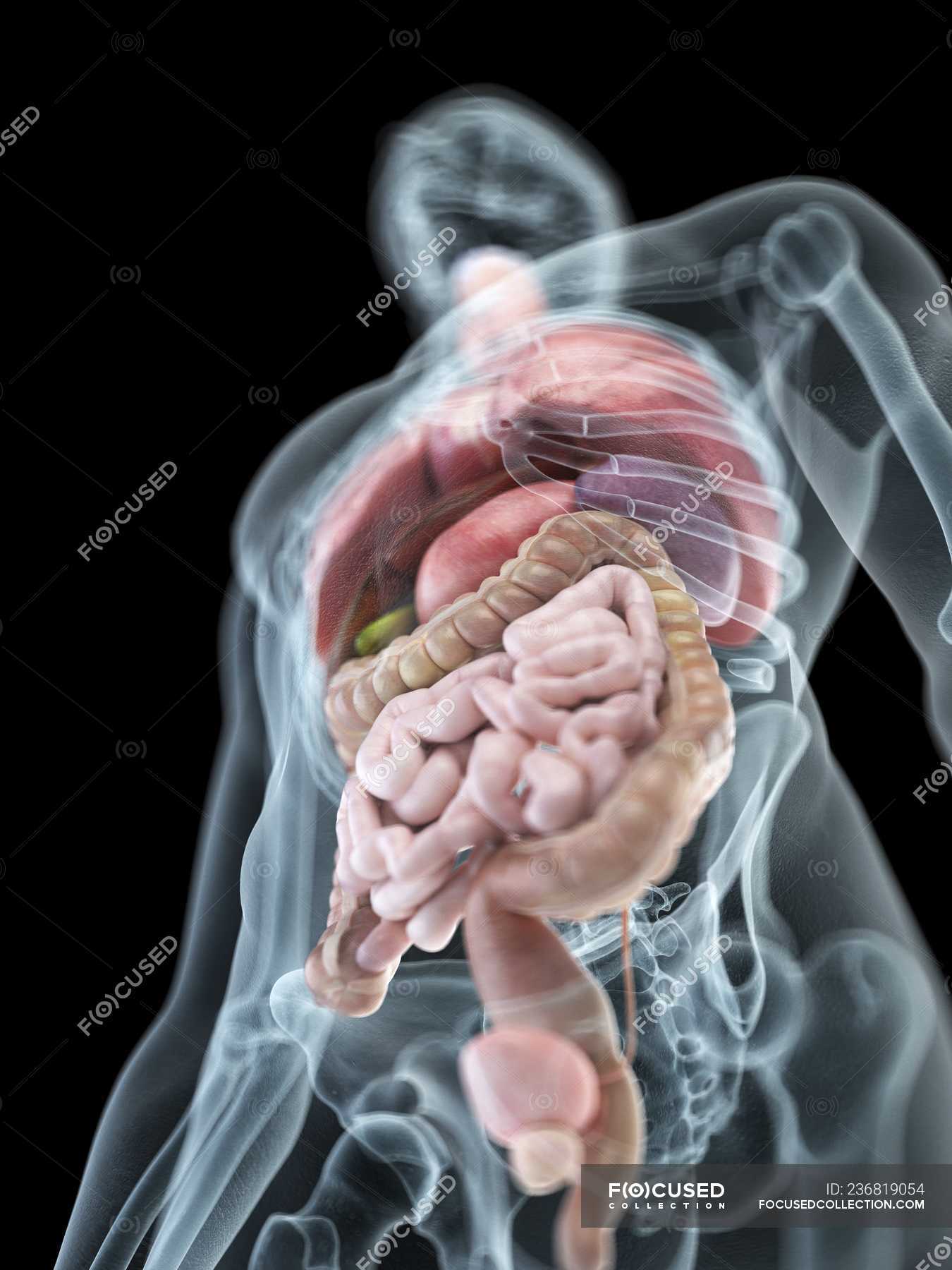 Illustration of internal organs in transparent male silhouette ...