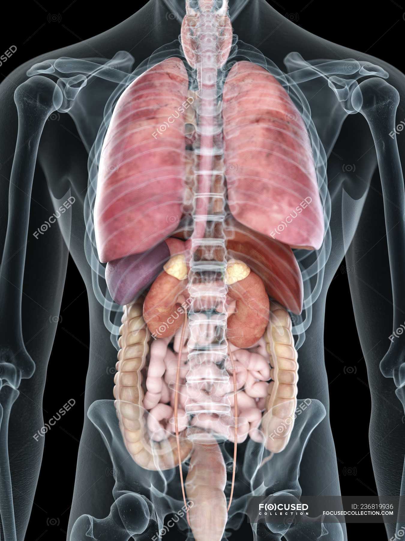 Male Internal Organs / The Male Reproductive System Anatomy and