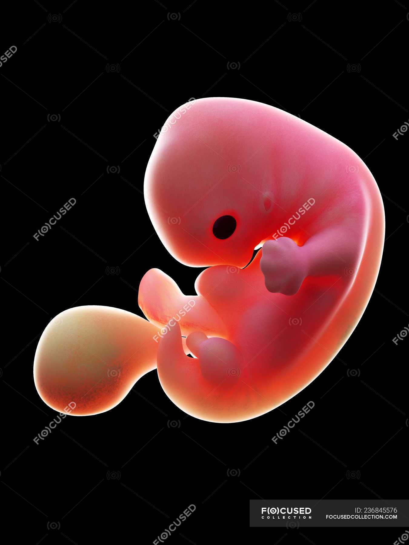 Форум седьмая неделя. Узи 7 недель беременности. Эмбрион 7 недель узи. Размер эмбриона на 7 неделе беременности. Фото эмбриона по неделям беременности 7 недель.