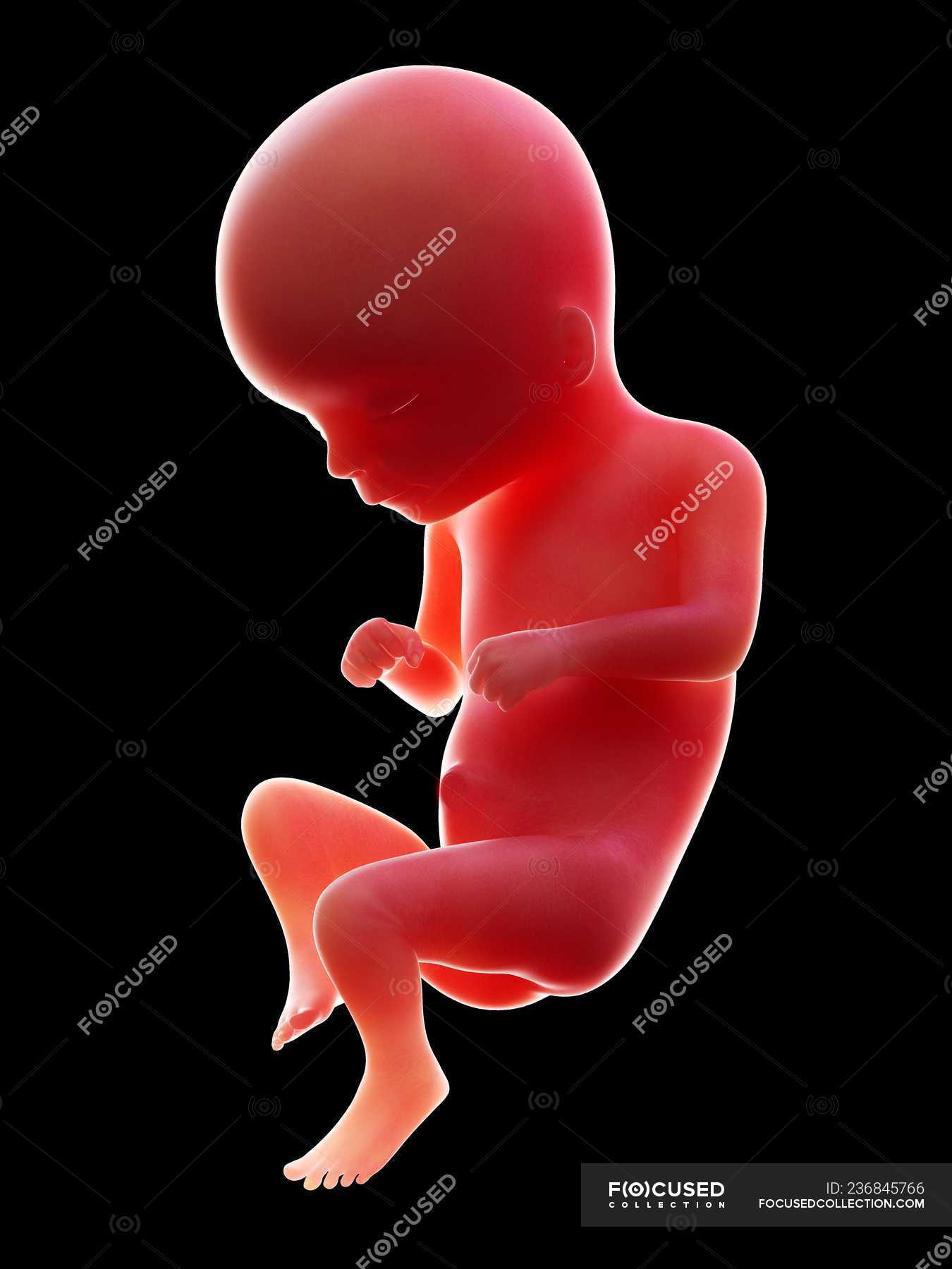 Человеческий эмбрион 16 недель