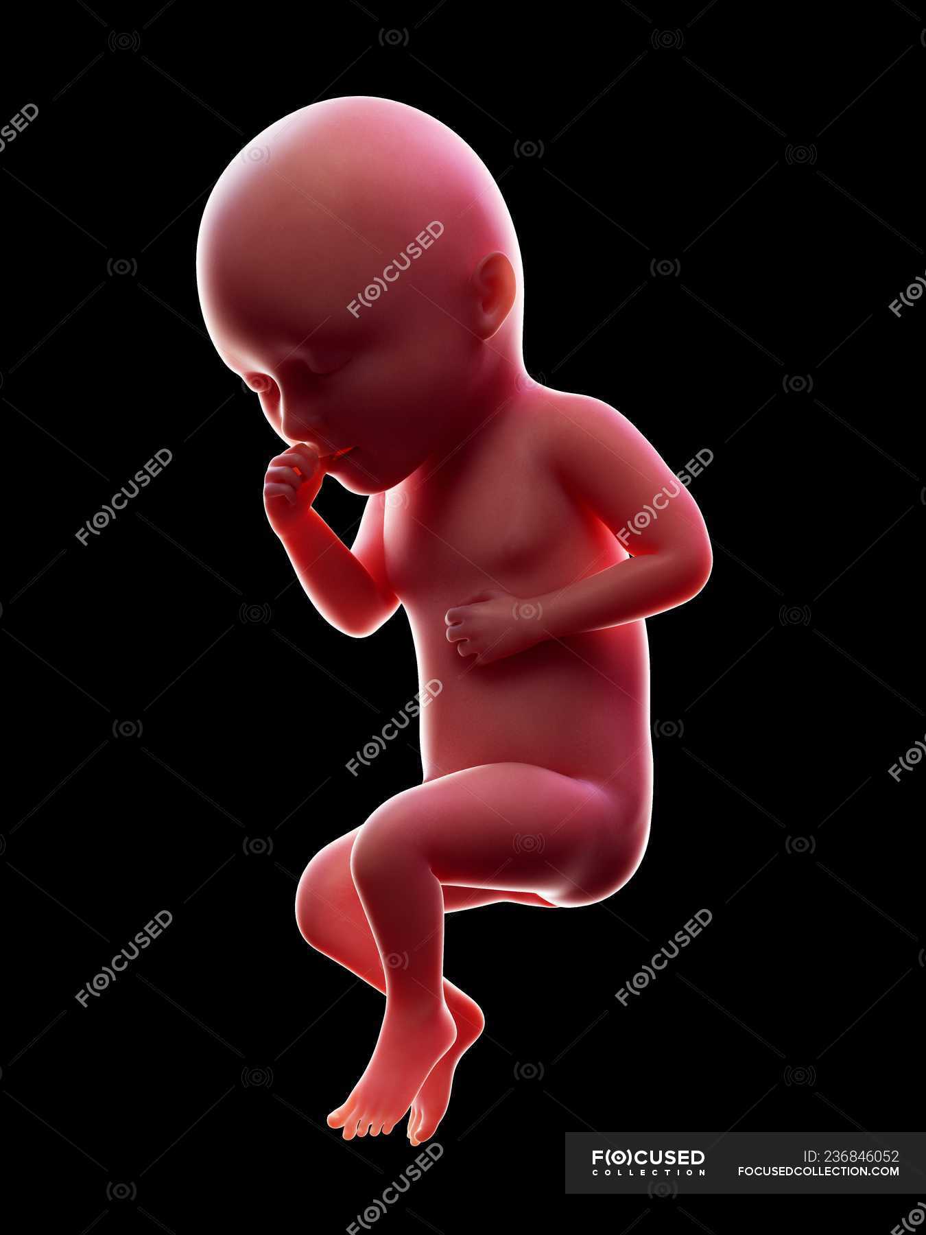 Illustration of red human embryo on black background at pregnancy stage of  week 34. — reproduction, medical - Stock Photo | #236846052