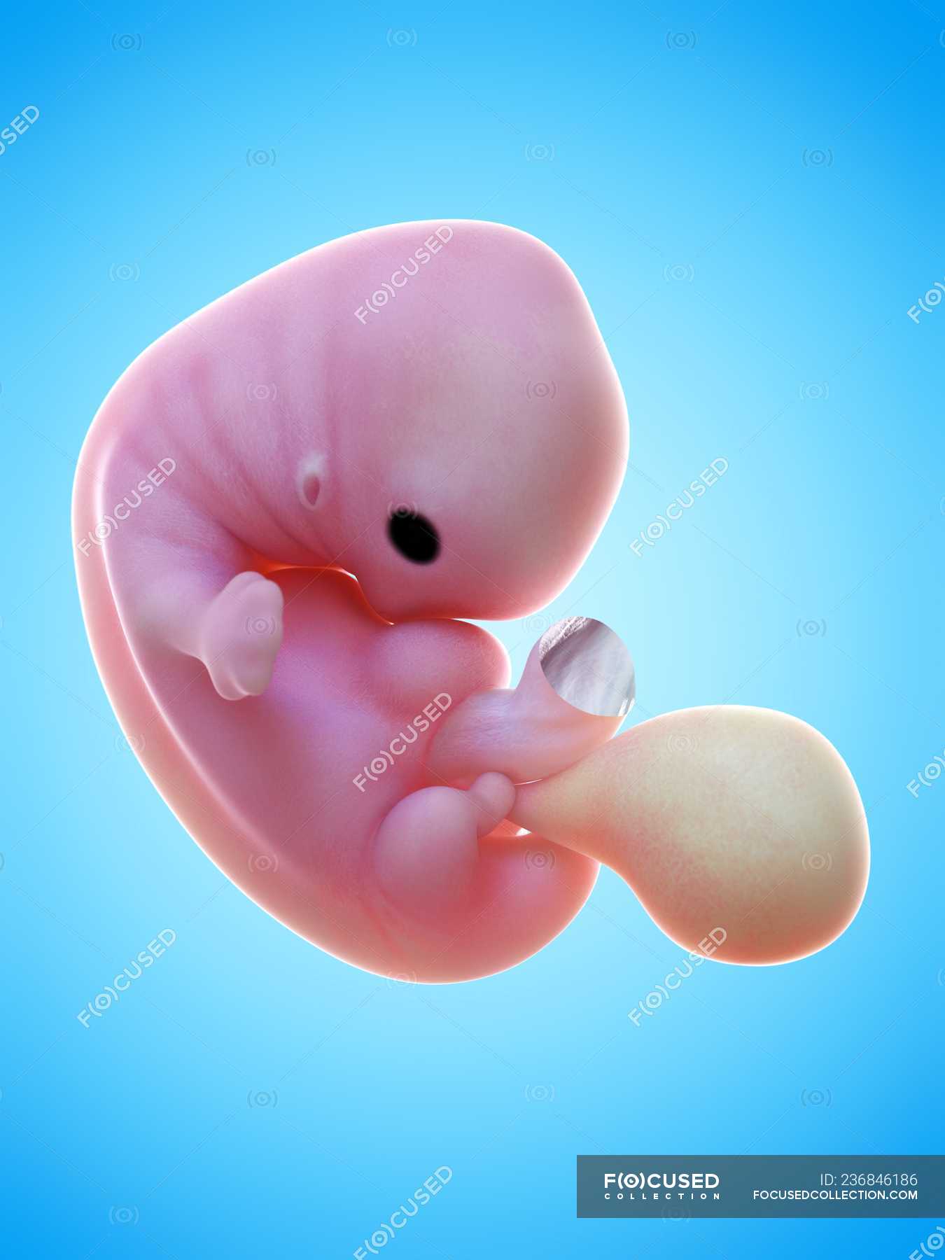 Человеческий эмбрион 7 недель