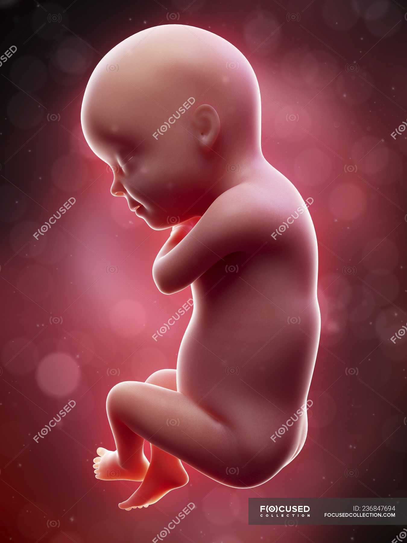 Illustration Of Human Foetus On Week 30 Term Reproduction Biological Stock Photo 236847694