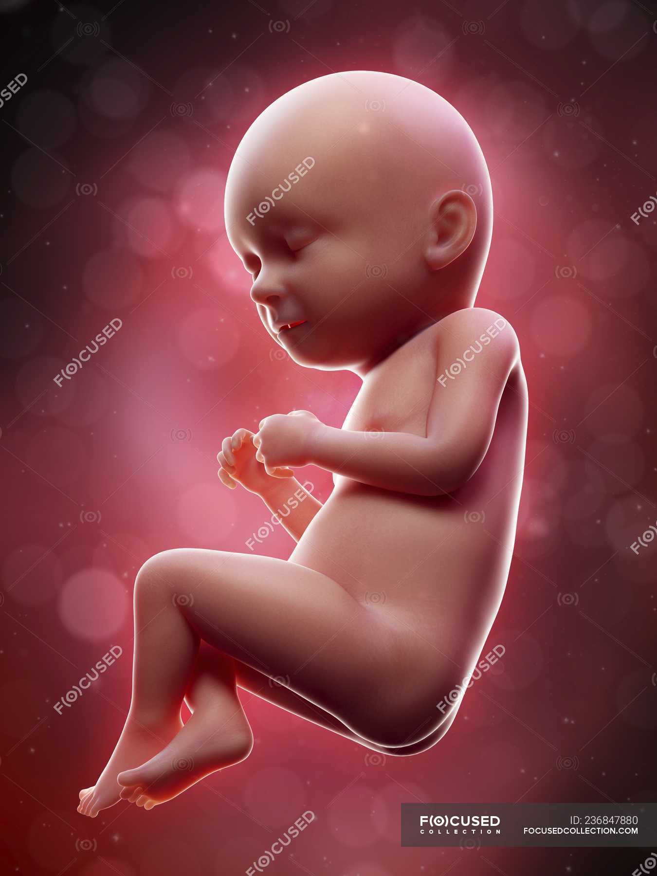 Illustration Of Human Foetus On Week 37 Term Body Artwork Stock Photo 236847880