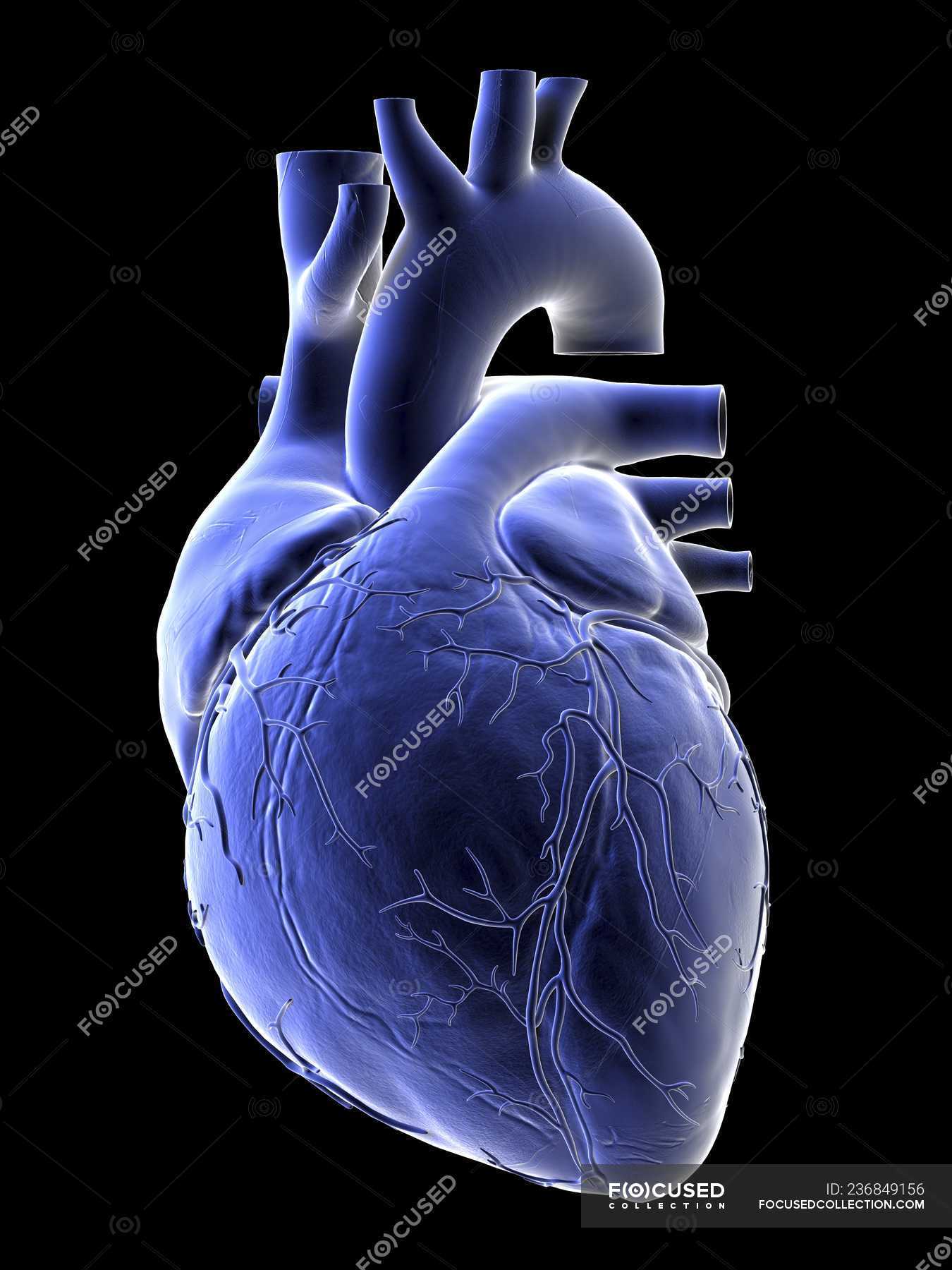 Illustration of blue human heart on black background. — anatomical,  vascular - Stock Photo | #236849156