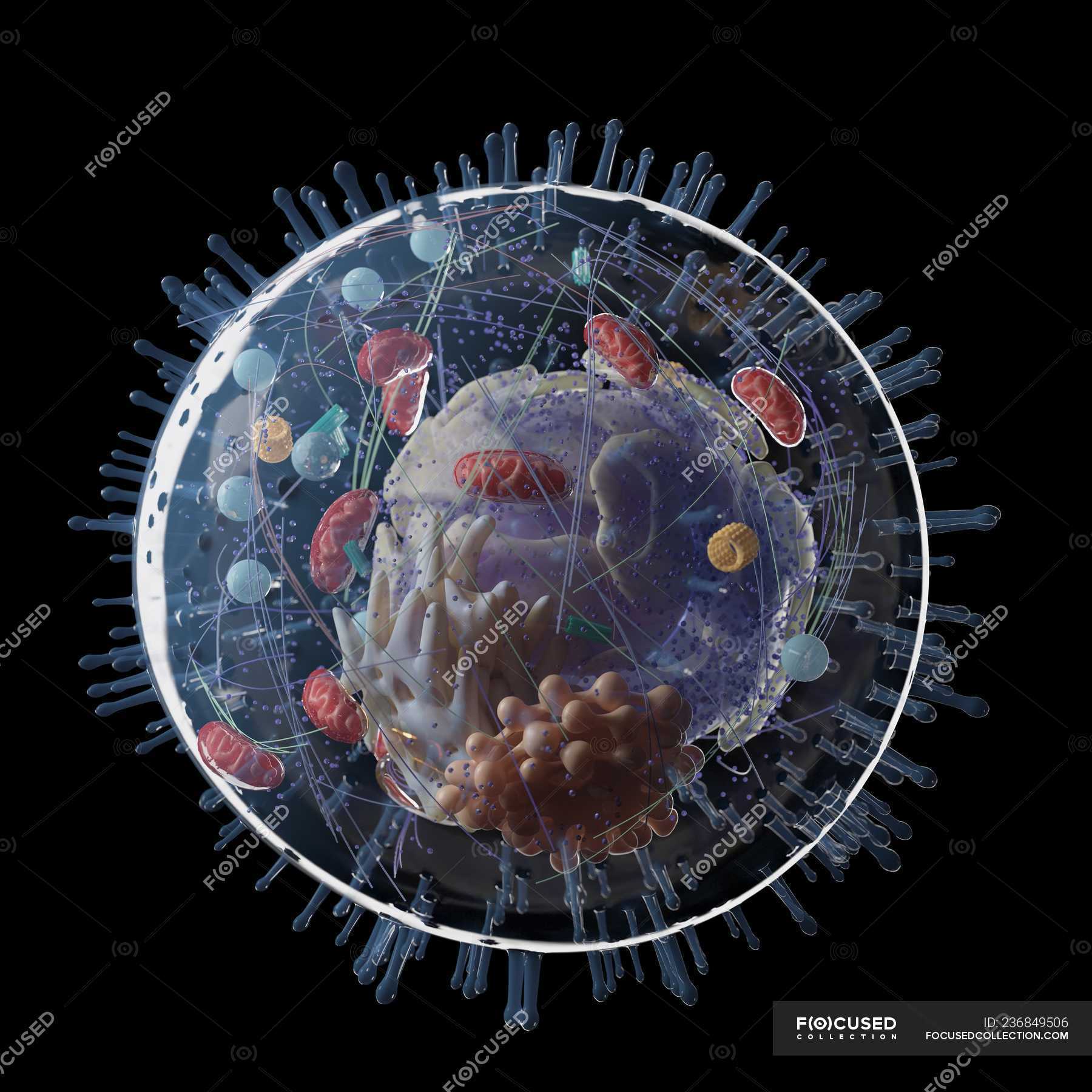 Medical illustration of human cell structure on black background