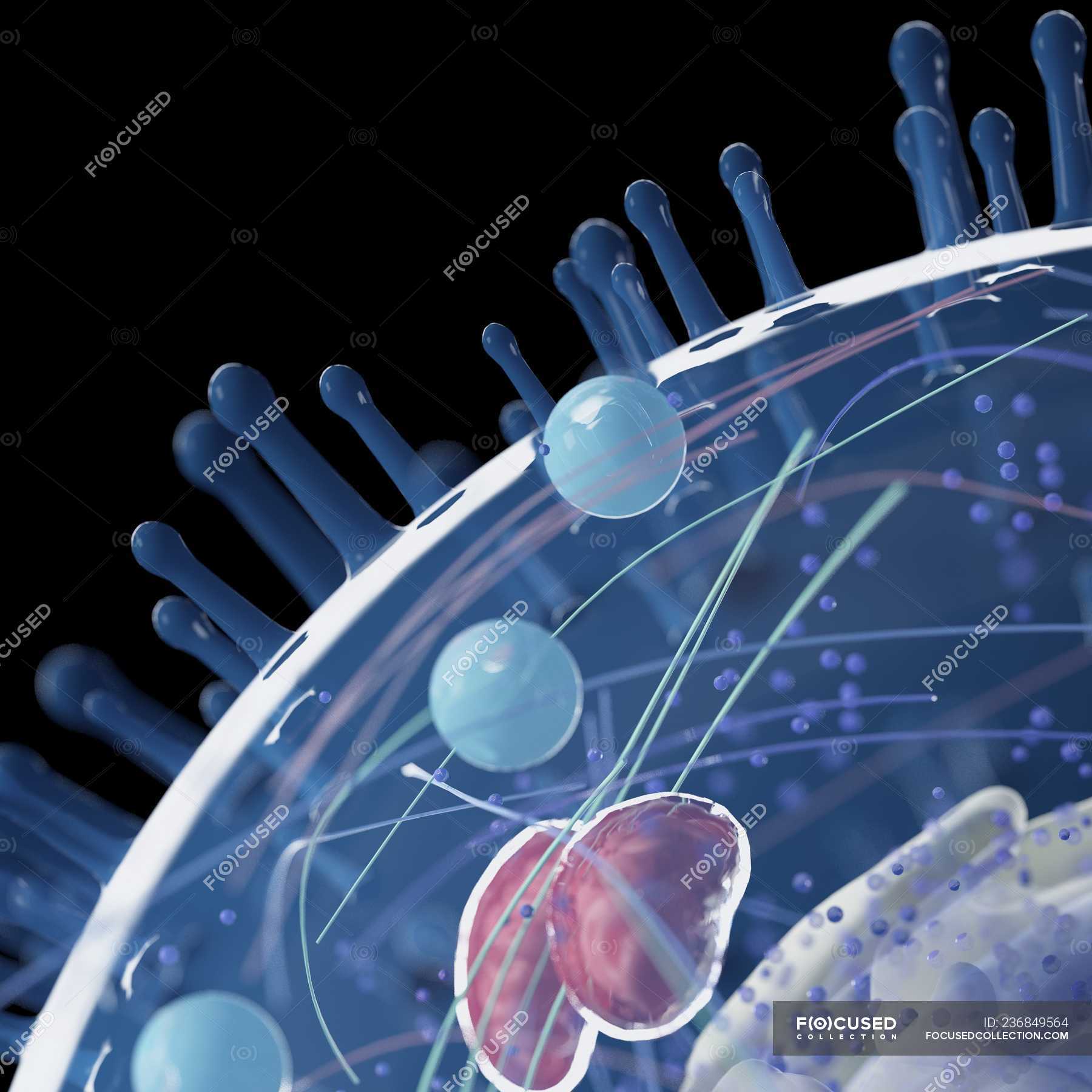 клетка человек разумный. клетка человек разумный. днк фото. клетки на черном фоне биология. клетка человека картинка.