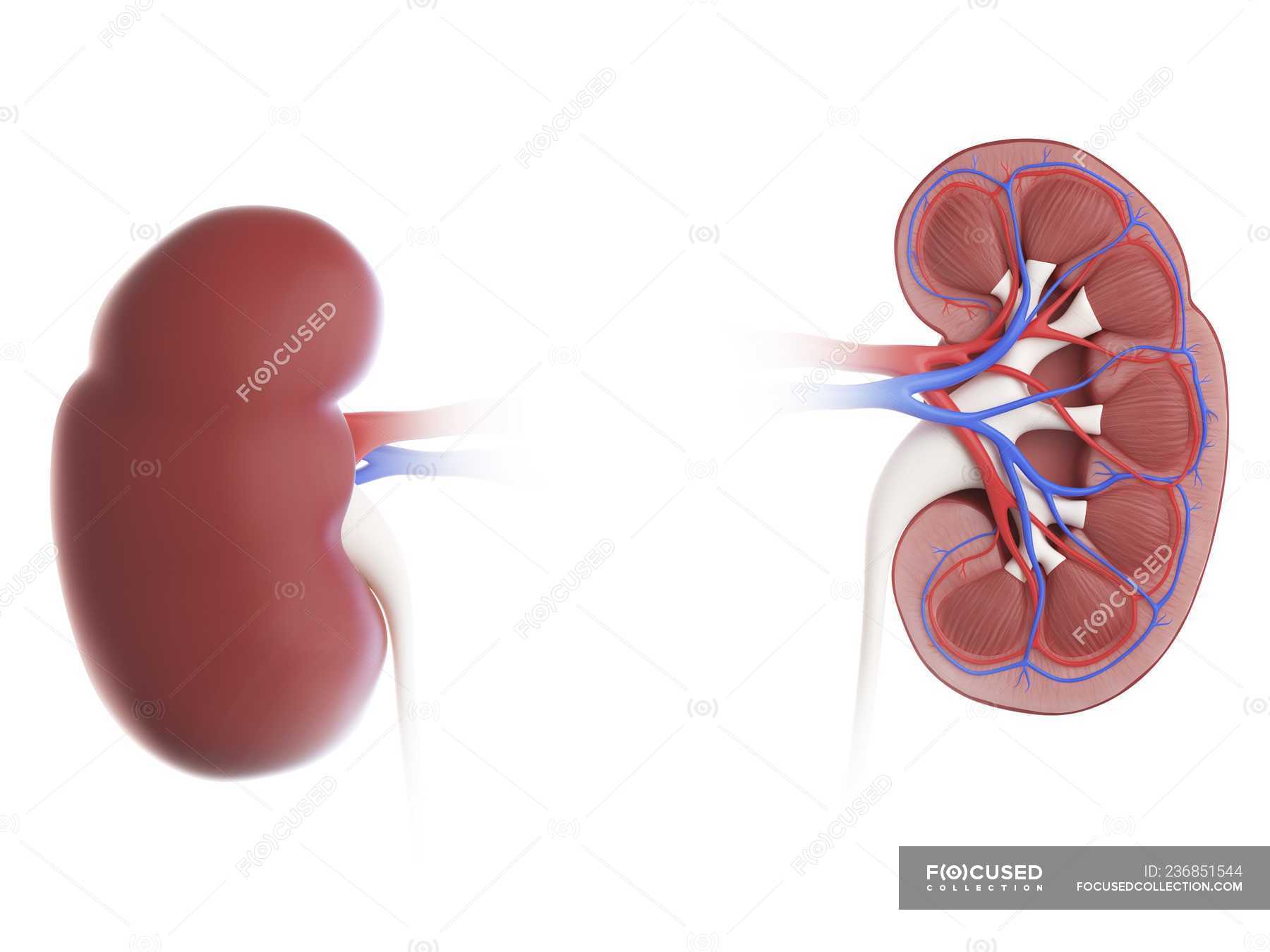 Illustration of cross section of kidneys on white background. — medulla ...