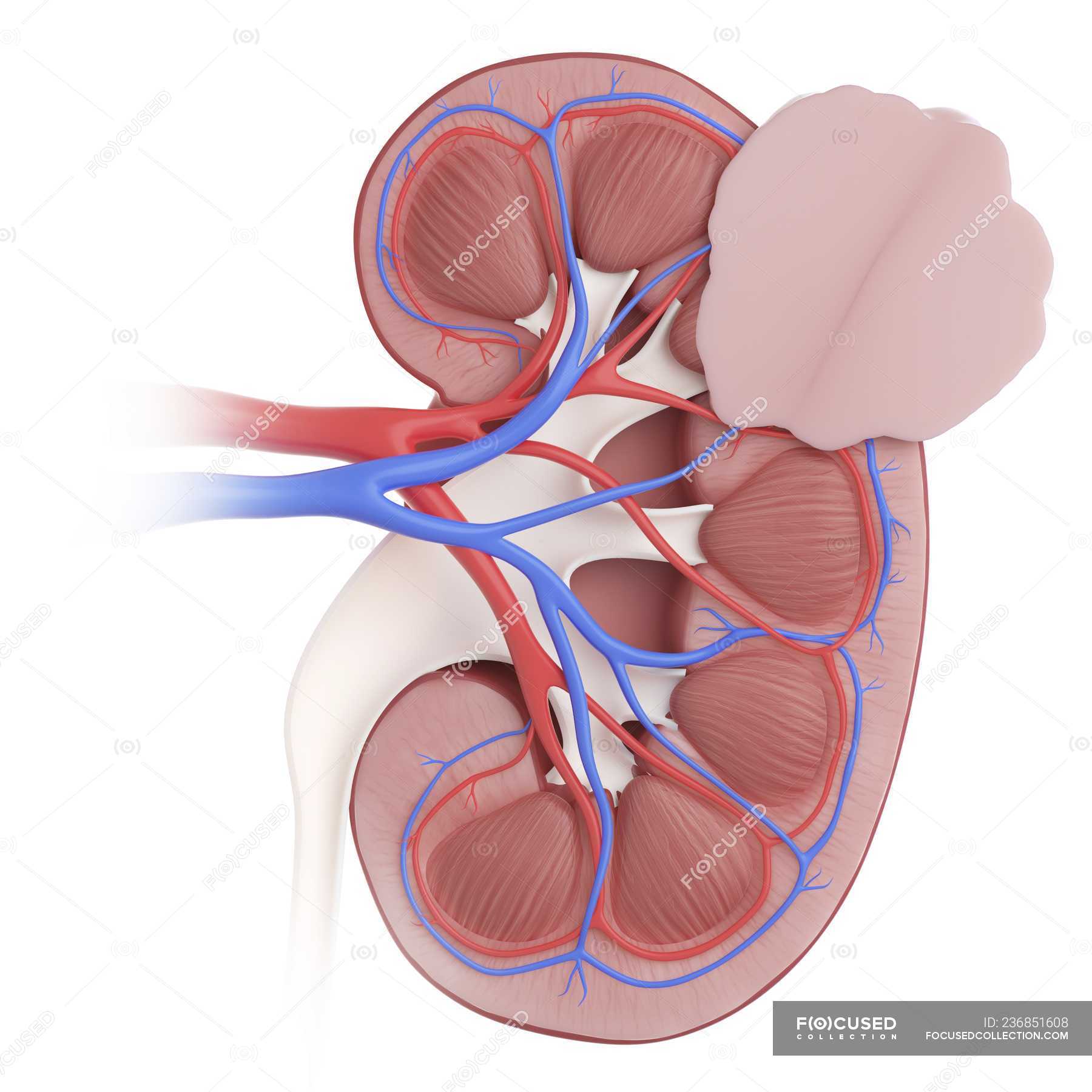 Стентография. Полезные продукты для сер. Классификация по тирадс щитовидная железа. Стентография. Карцинома быстрорастущая почка.