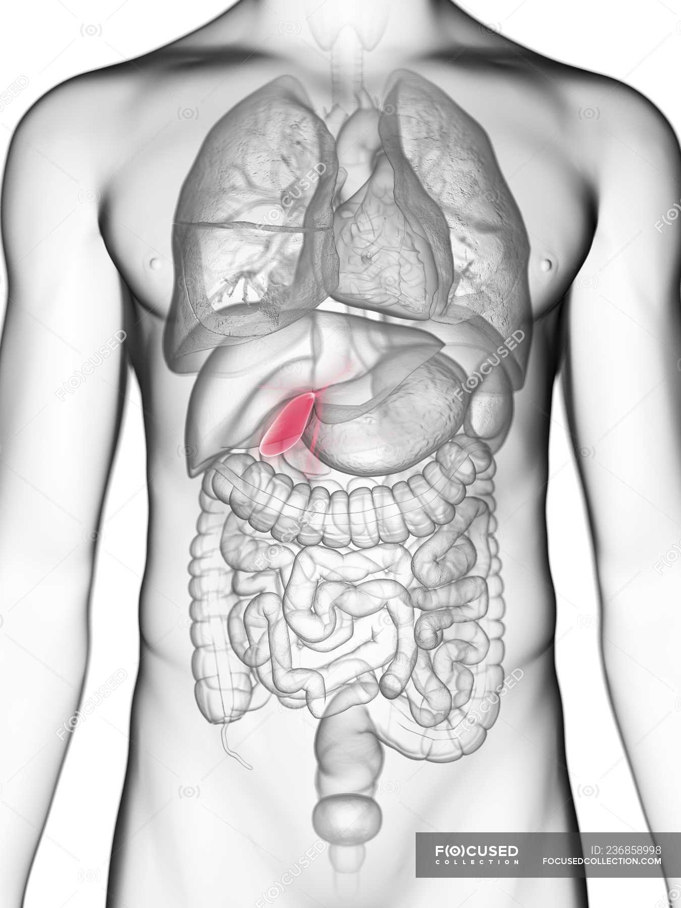Male Anatomy Gallbladder - Male Anatomy Human Gallbladder Stock Footage