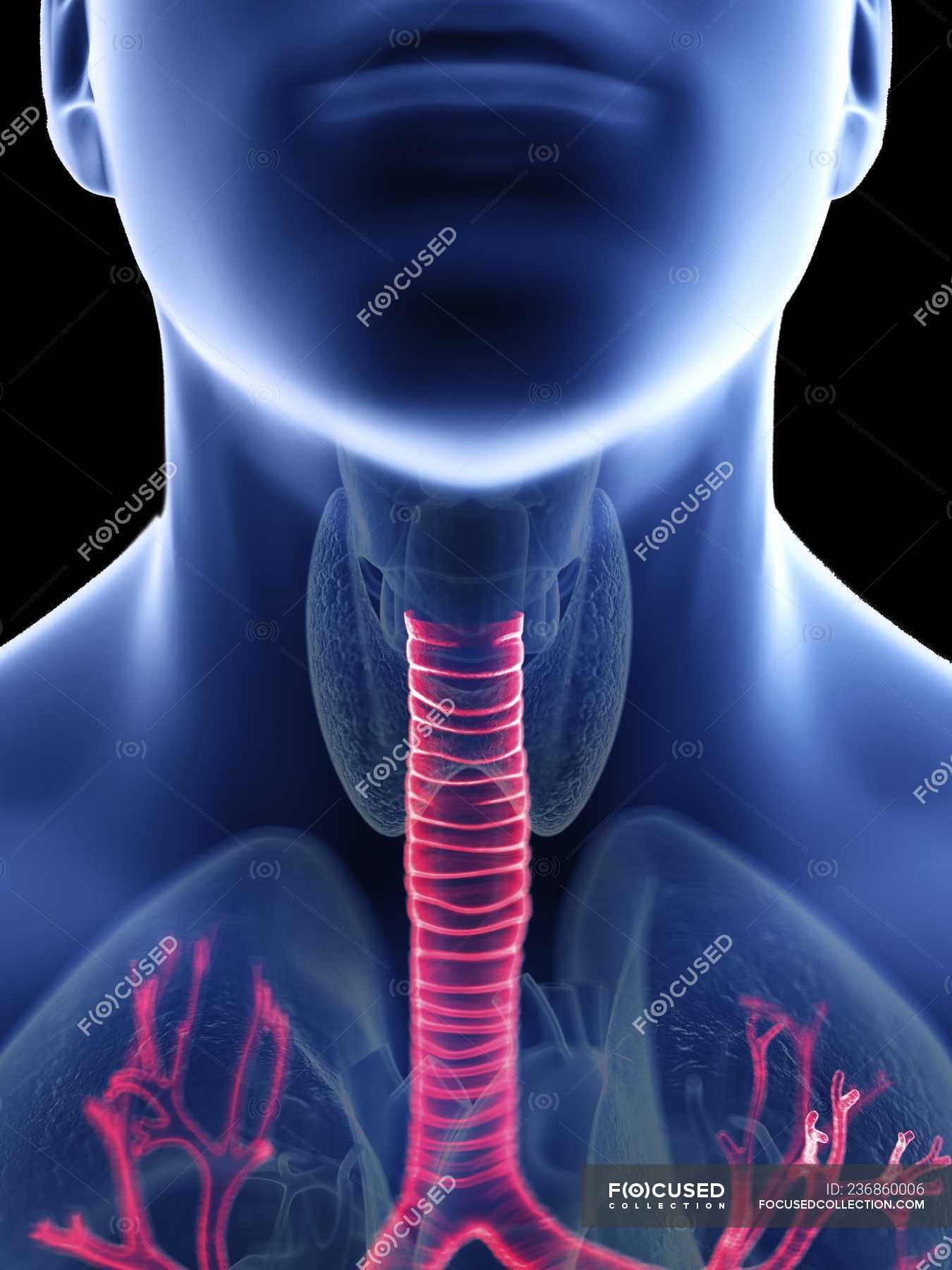 Close-up illustration of trachea in male body silhouette, close-up