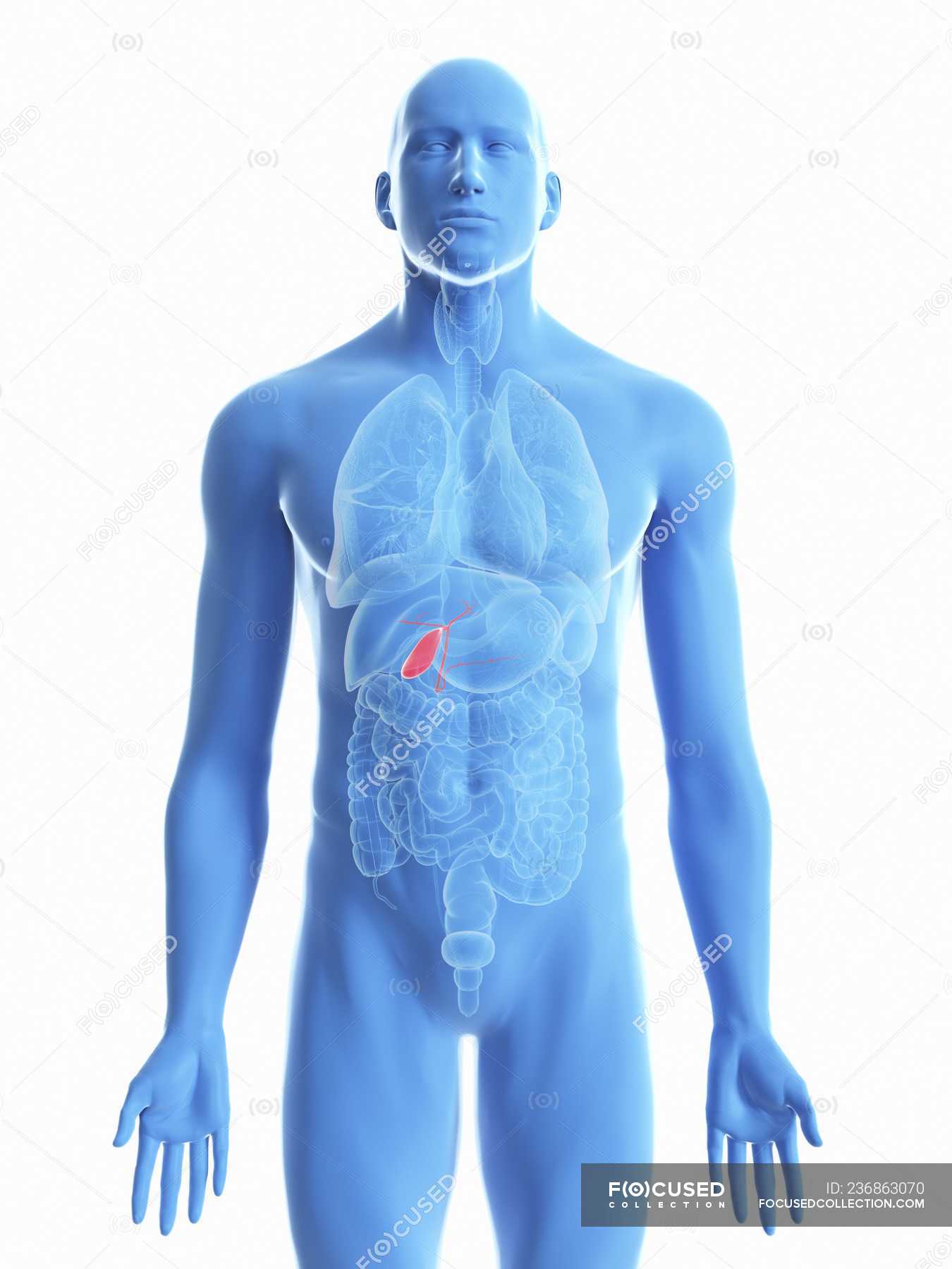 Illustration of gallbladder in male body silhouette on white background ...