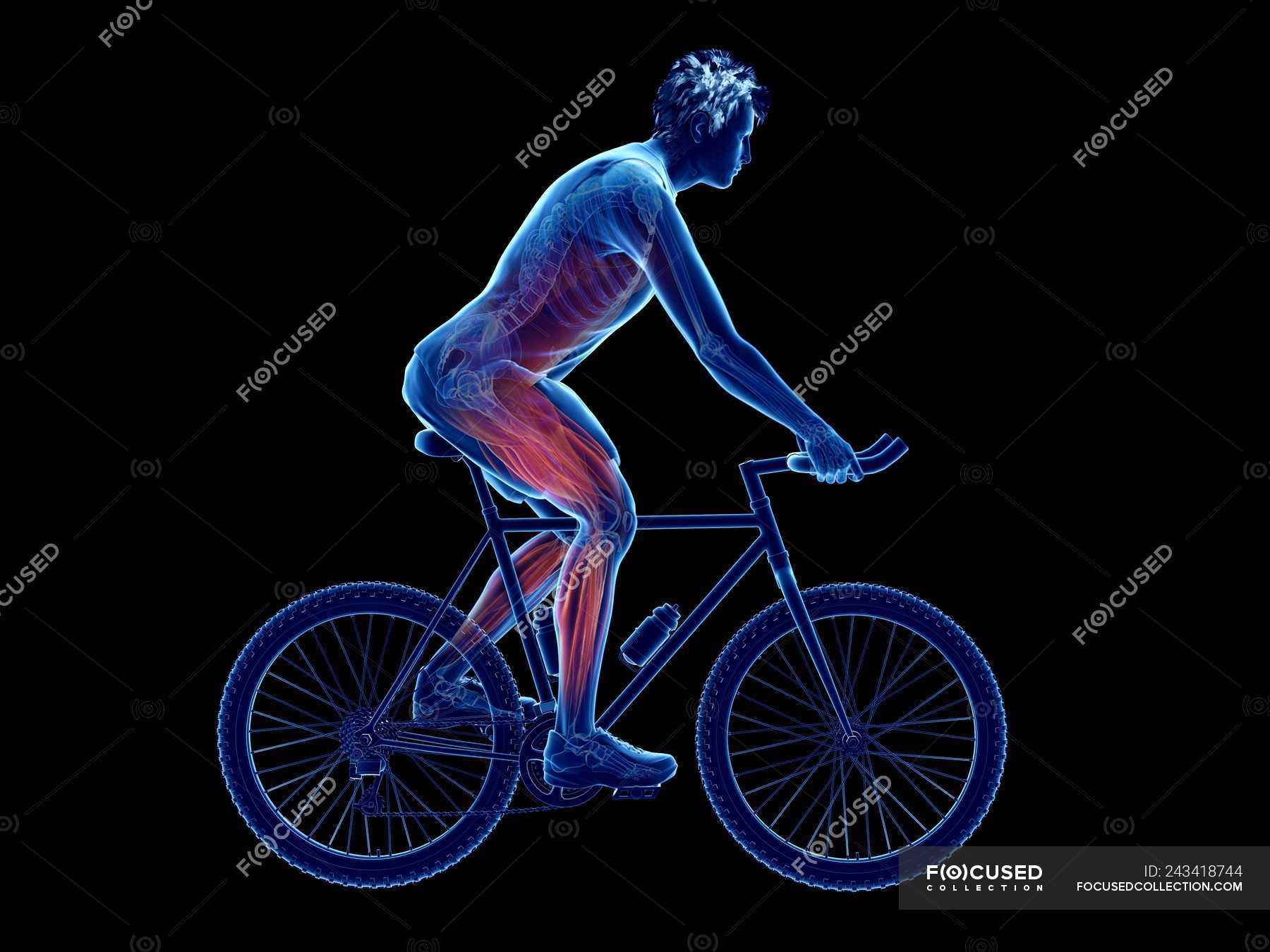 3d rendered illustration showing cyclist active muscles on black ...