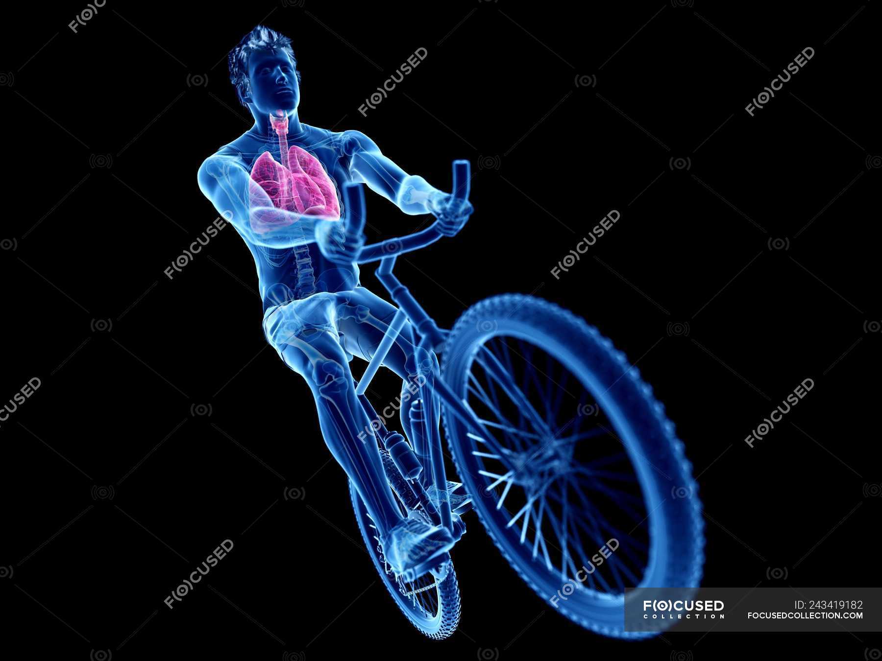 3d rendered illustration of cyclist lungs anatomy on black background ...