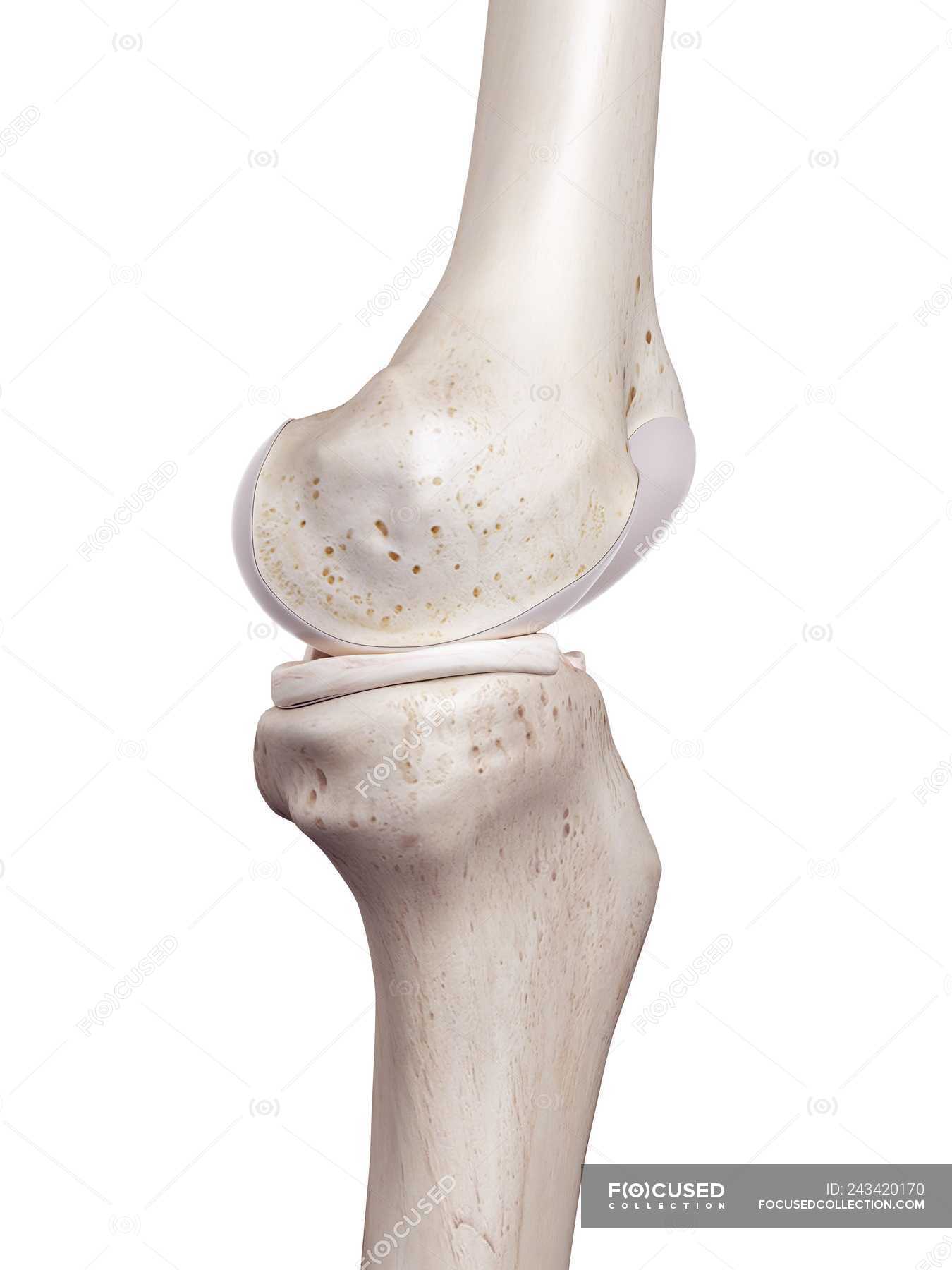 3d rendered illustration of human knee on white background. — fibula ...