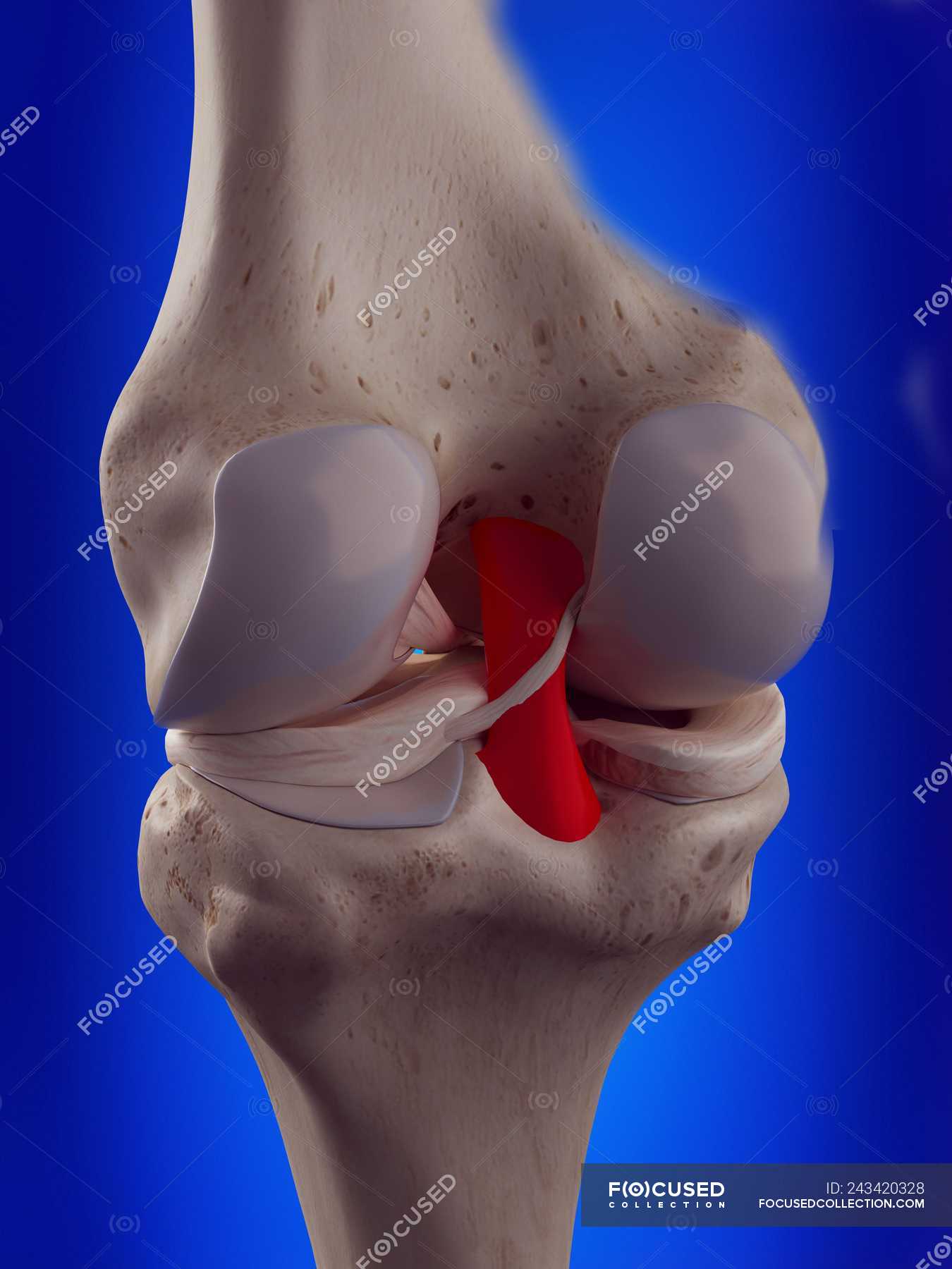 3d-rendered-illustration-of-posterior-cruciate-ligament-in-human